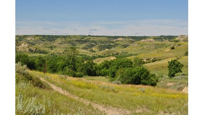 A dirt trail extends towards a grove of green trees with rolling badlands scenery behind.