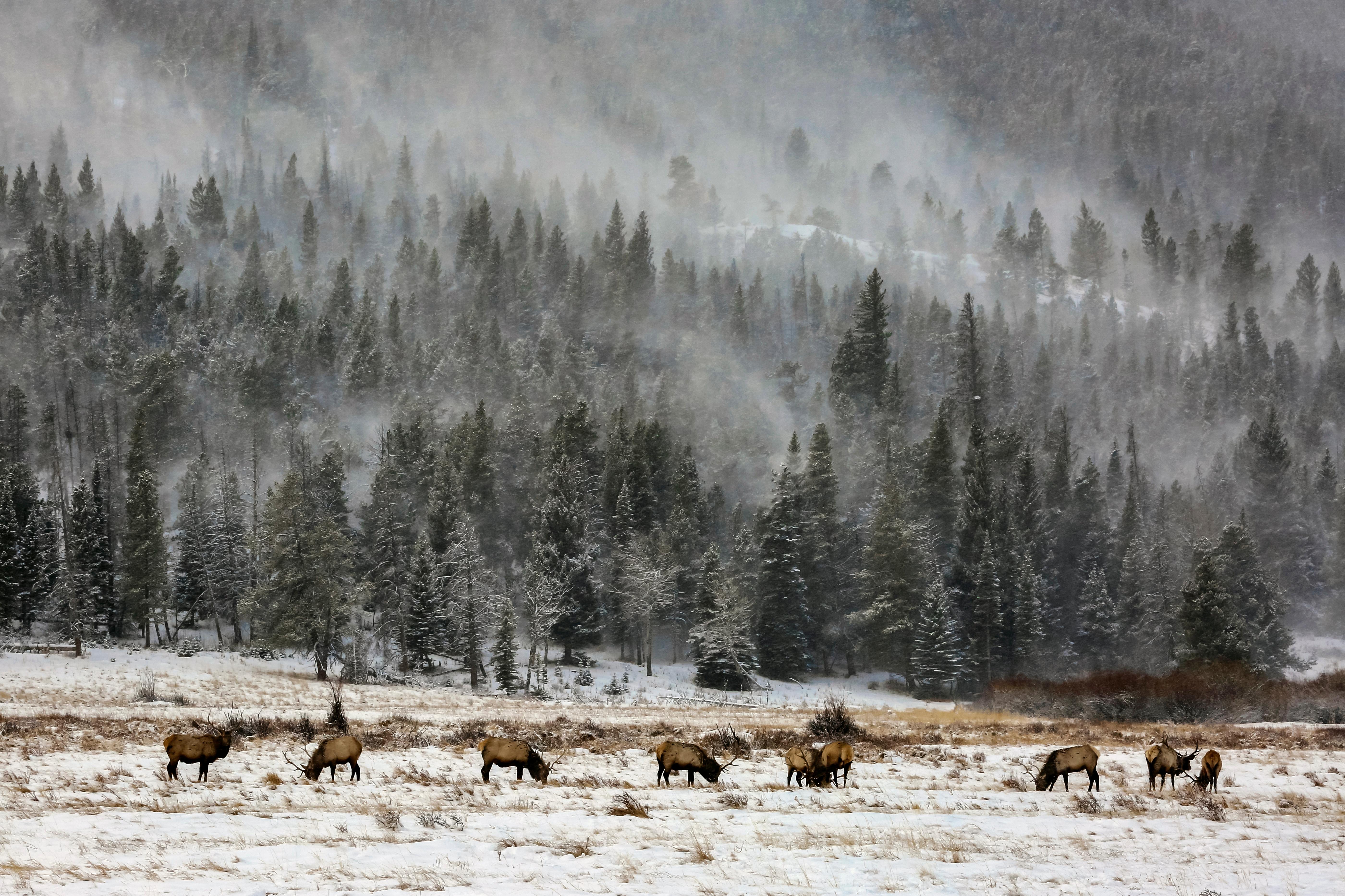A bull elk herd is in a meadow with snow on the ground