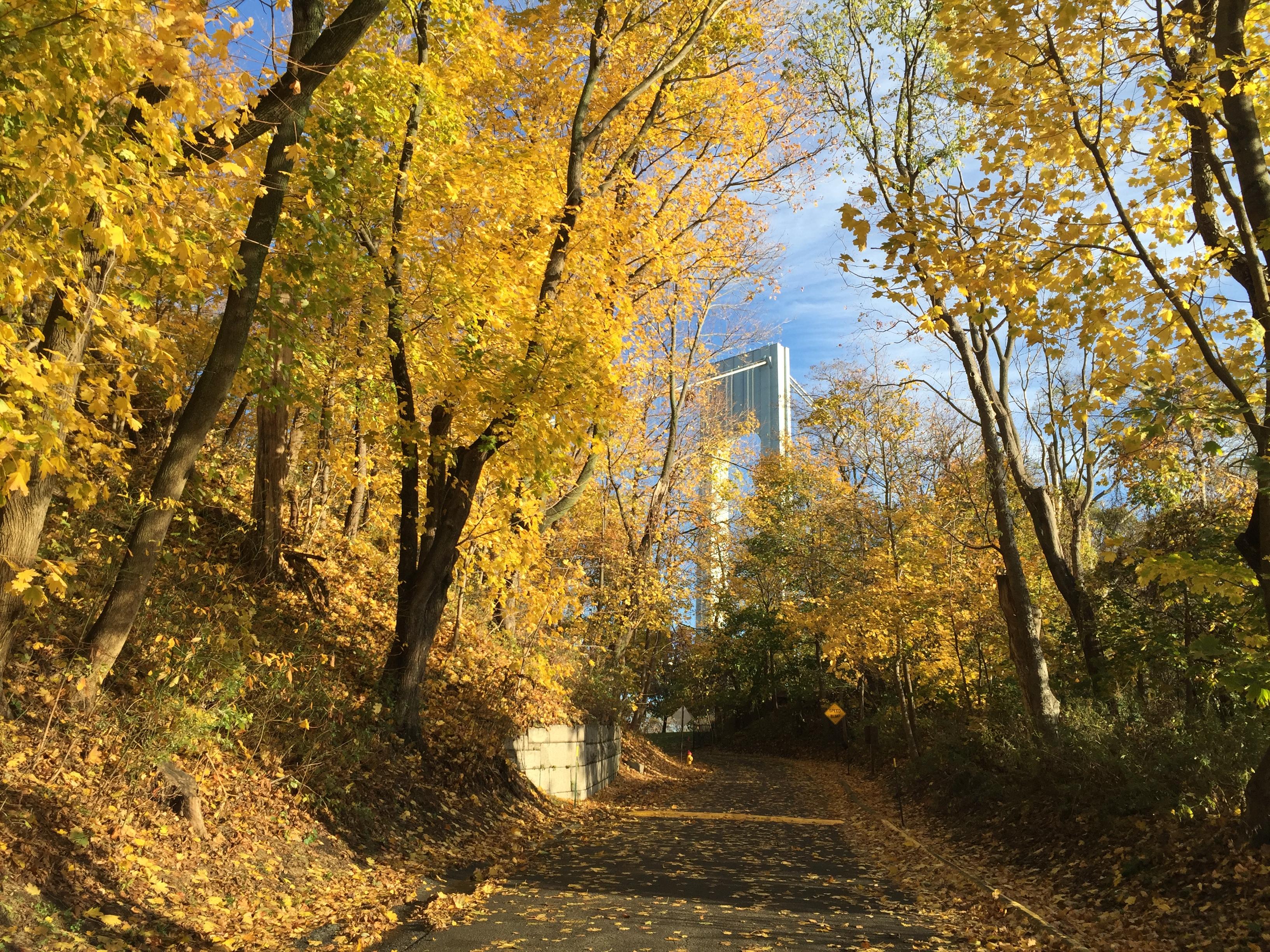 Trees with multicolored leaves over road with bridge in background