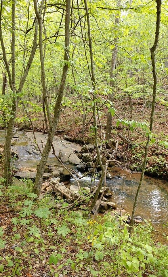 Creek on Jack-O-Lantern Branch Trail