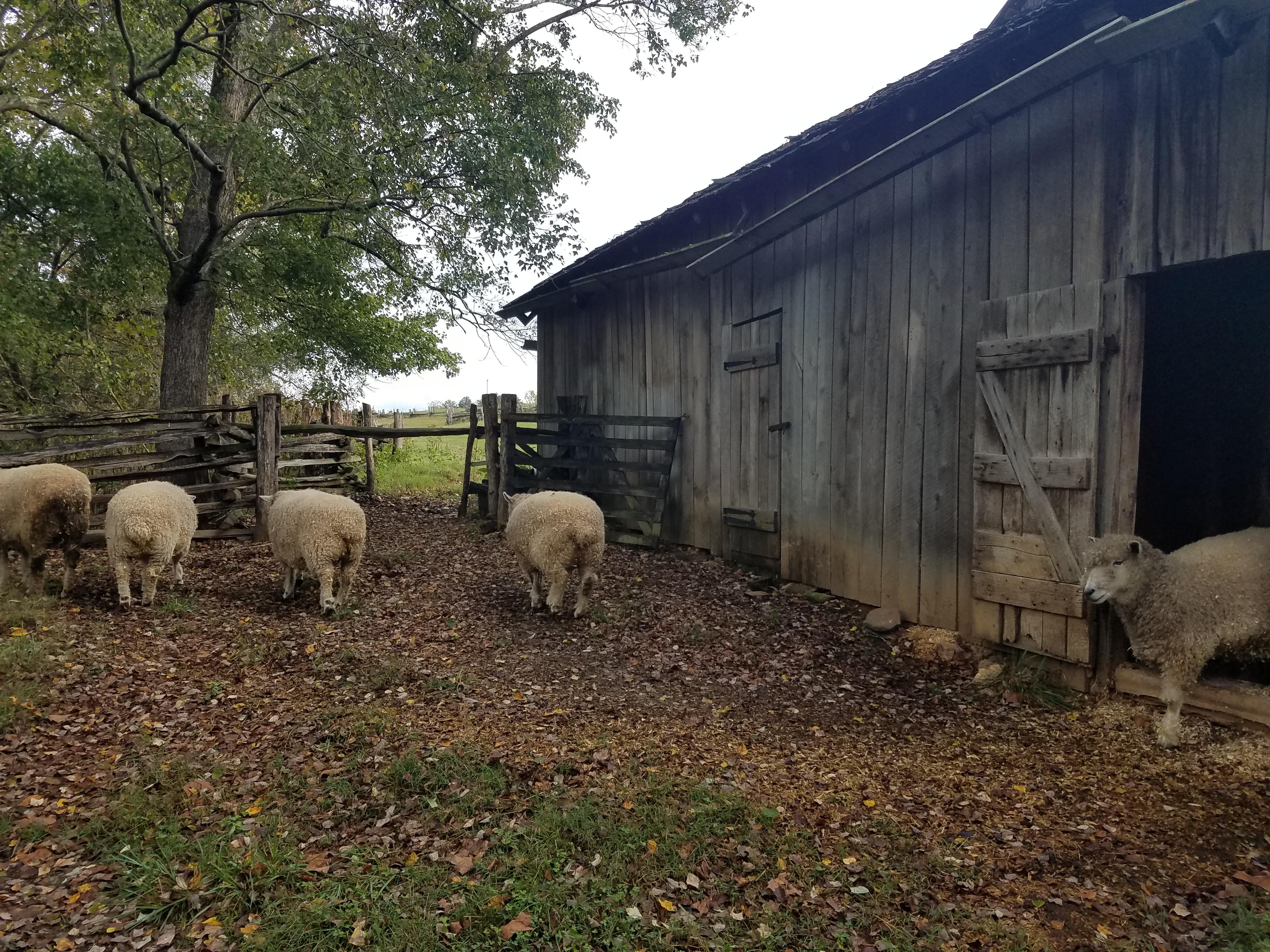 sheep coming out of barn