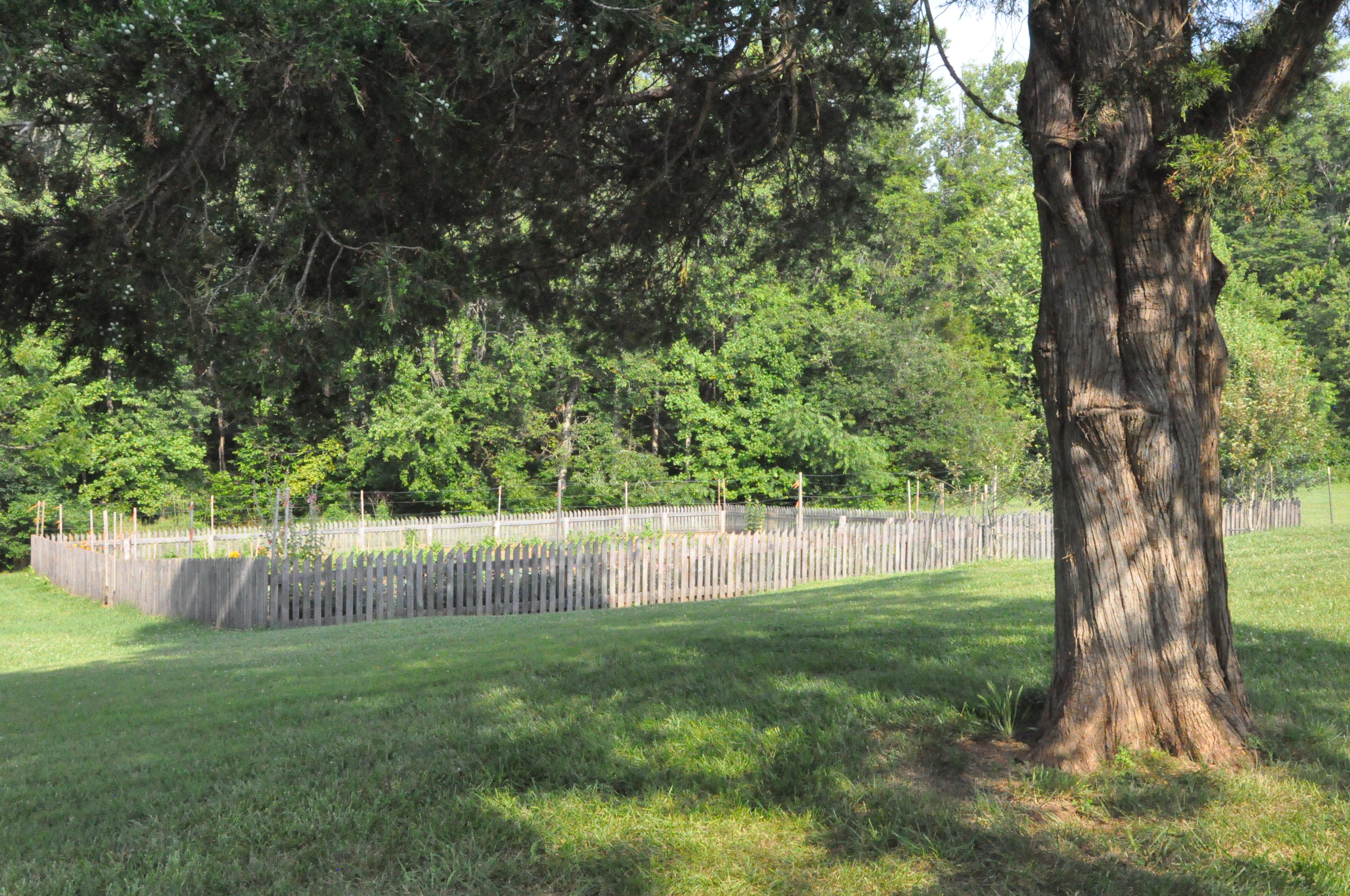 Fence around heirloom garden with cedar tree in foreground