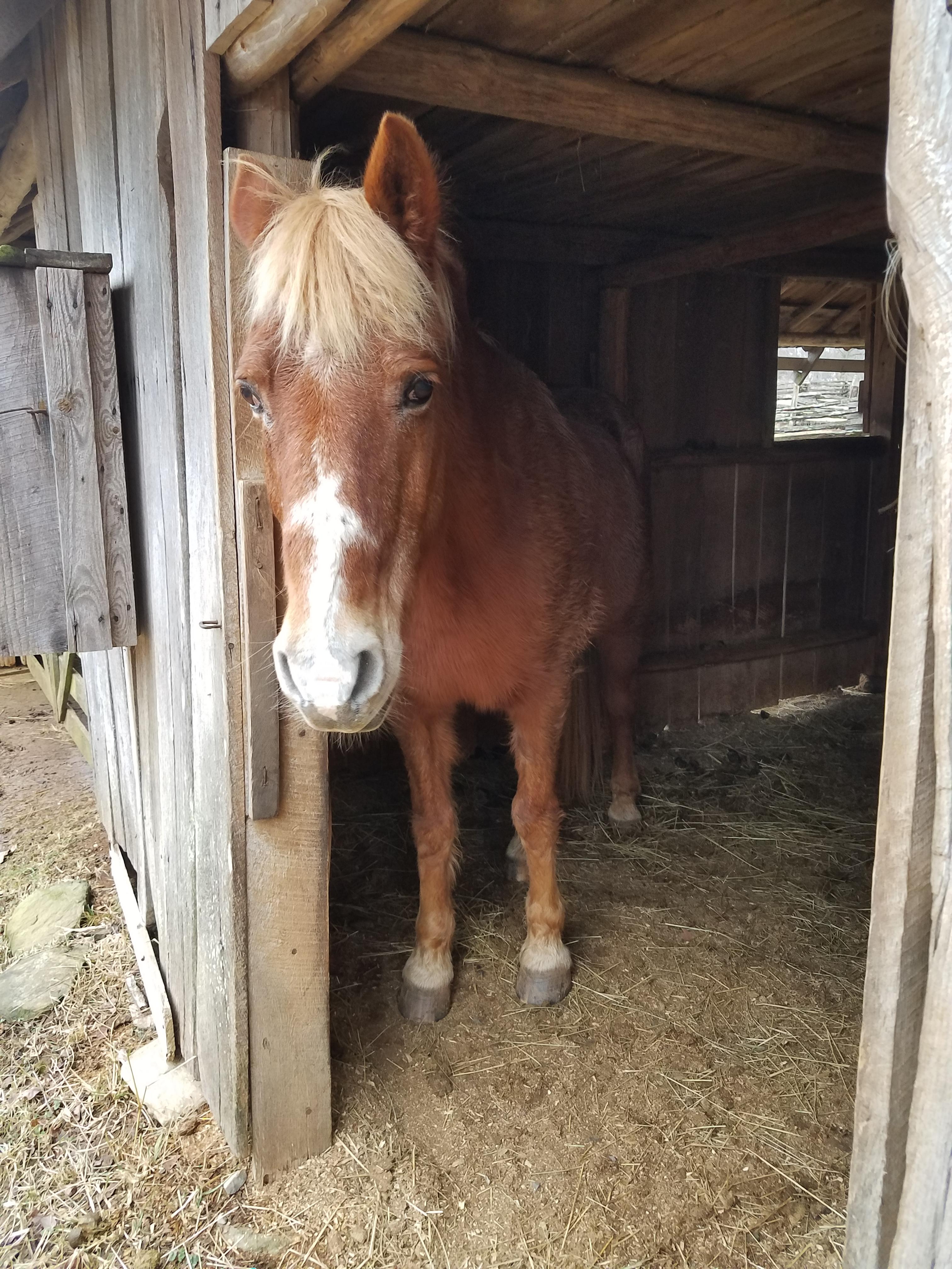 Horse in barn