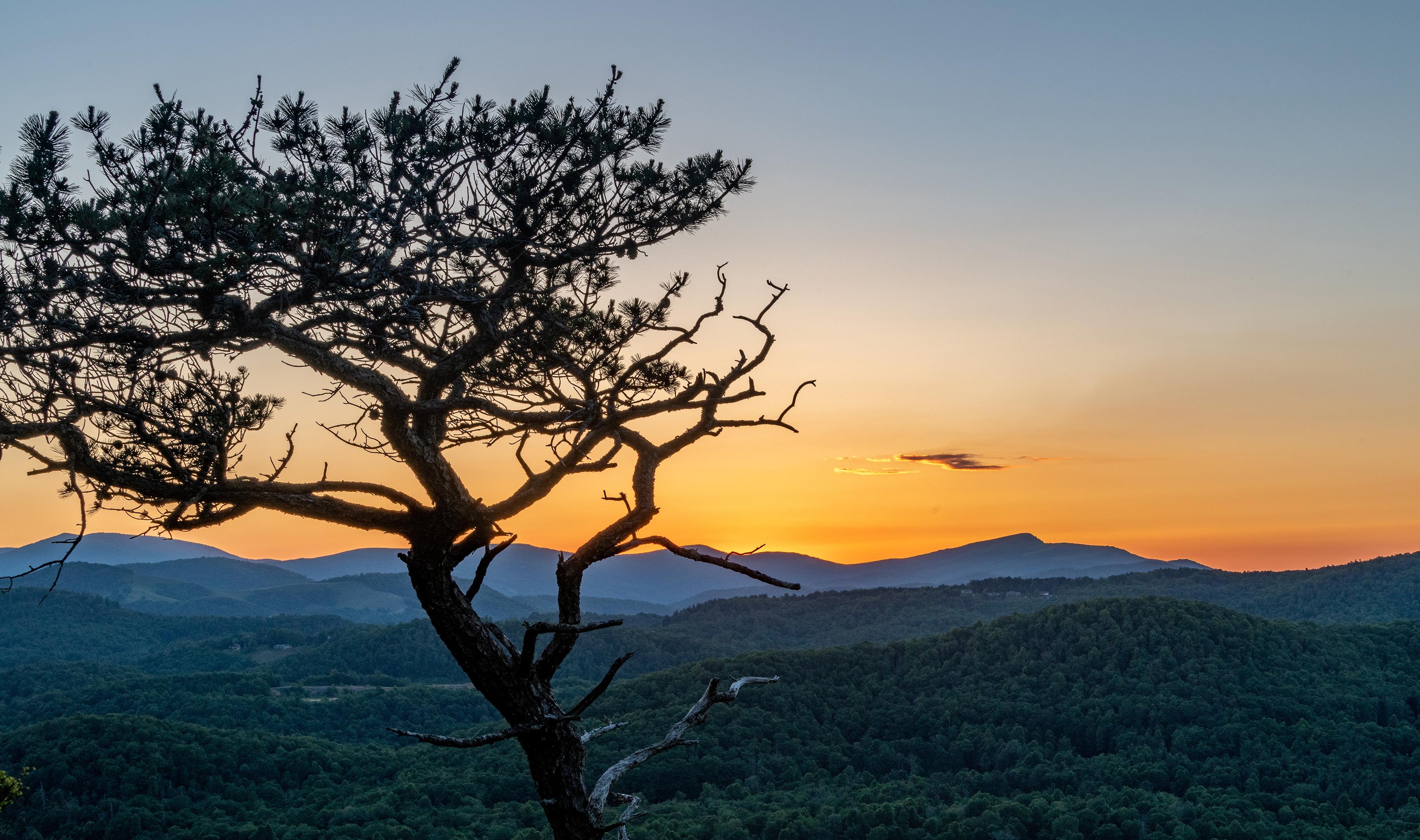 A long pine tree stands in front of distant mountain ridges beneath an orange sunset