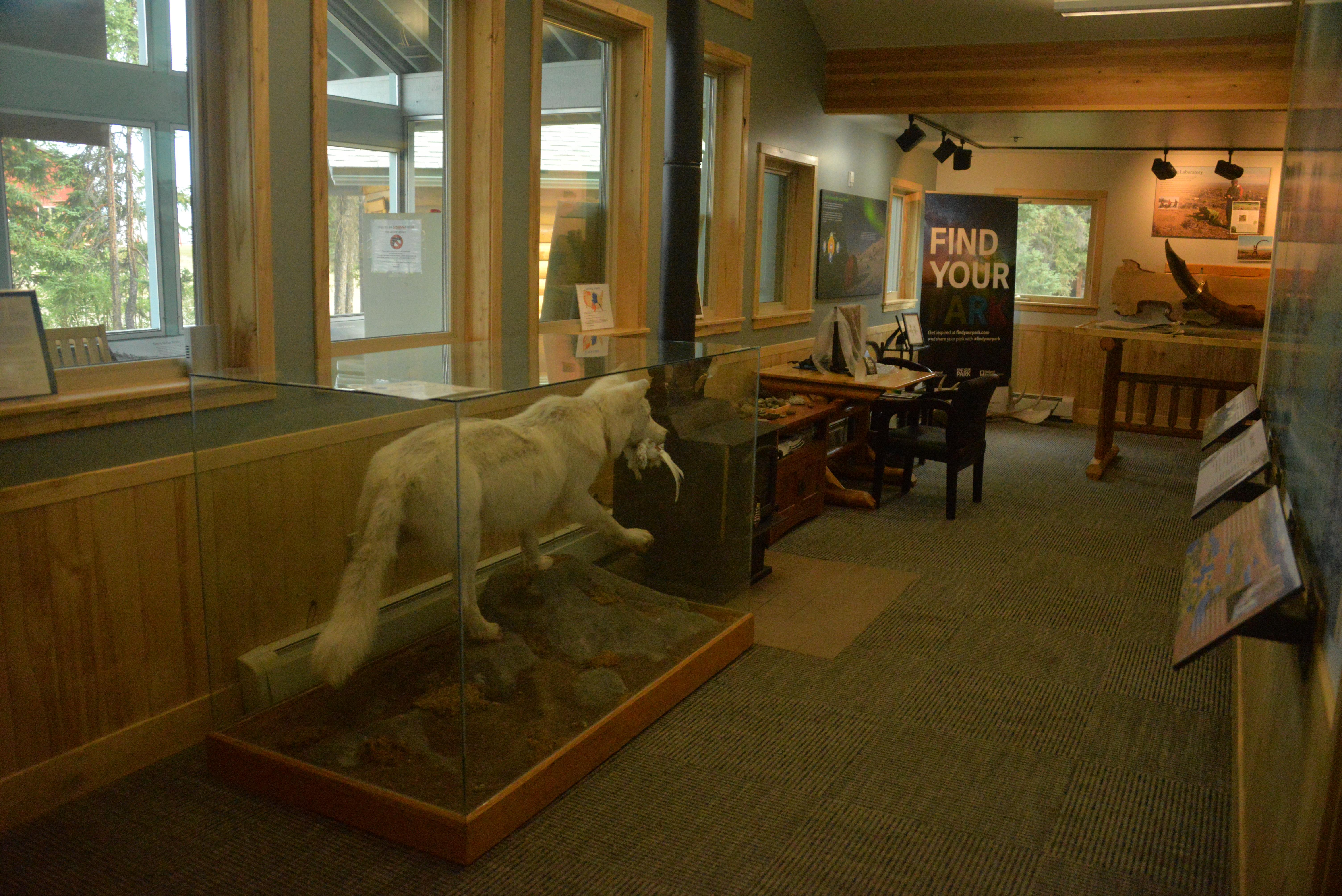 Interior Room of Bettles Ranger Station with a wooden table and mount of a white wolf with ptarmigan