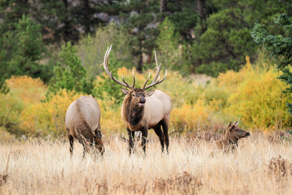 a bull elk is standing next to two cow elk in a meadow. Aspen have yellow and green leaves