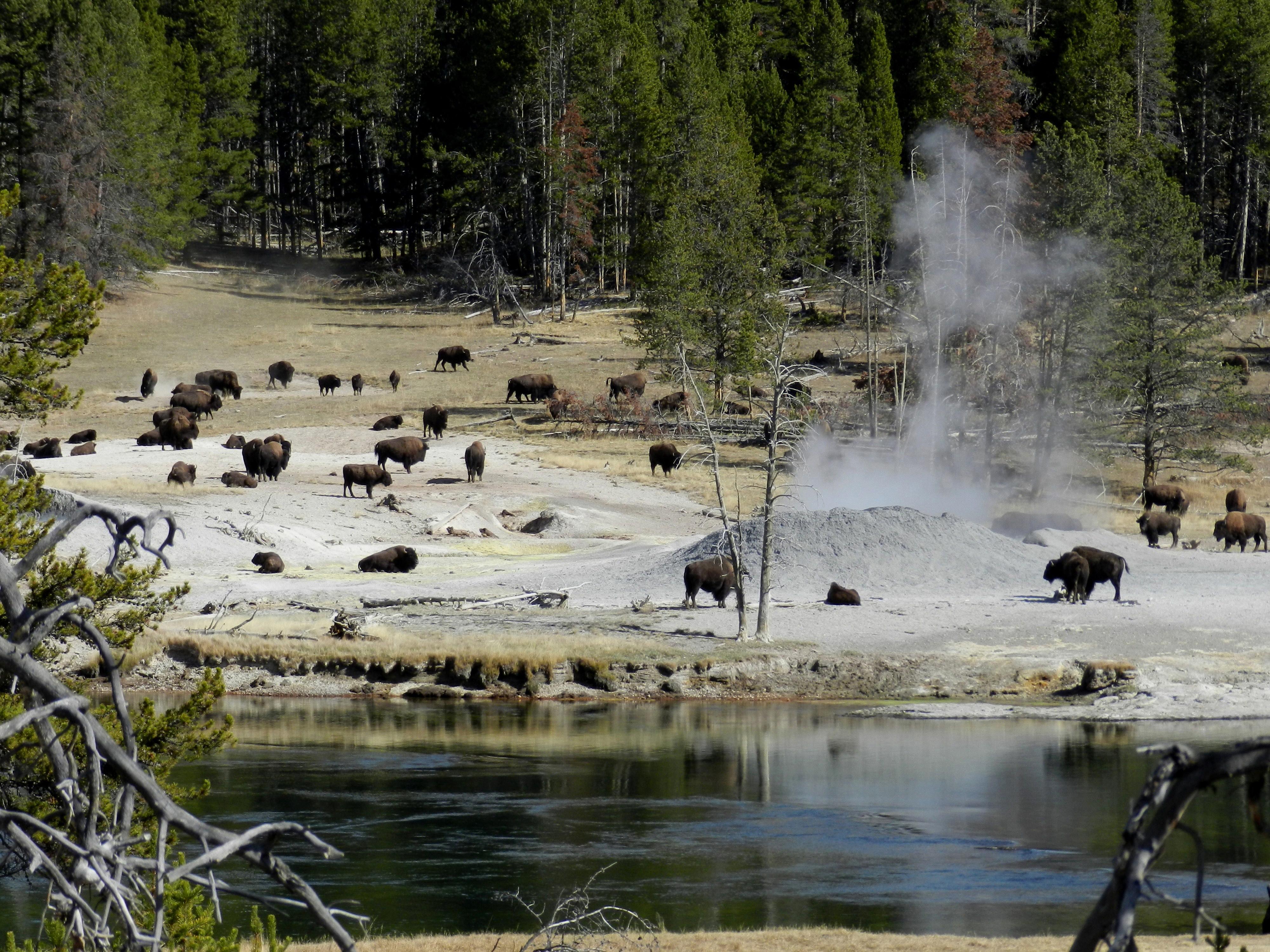 A herd of bison grazing through a barren and steaming thermal area.