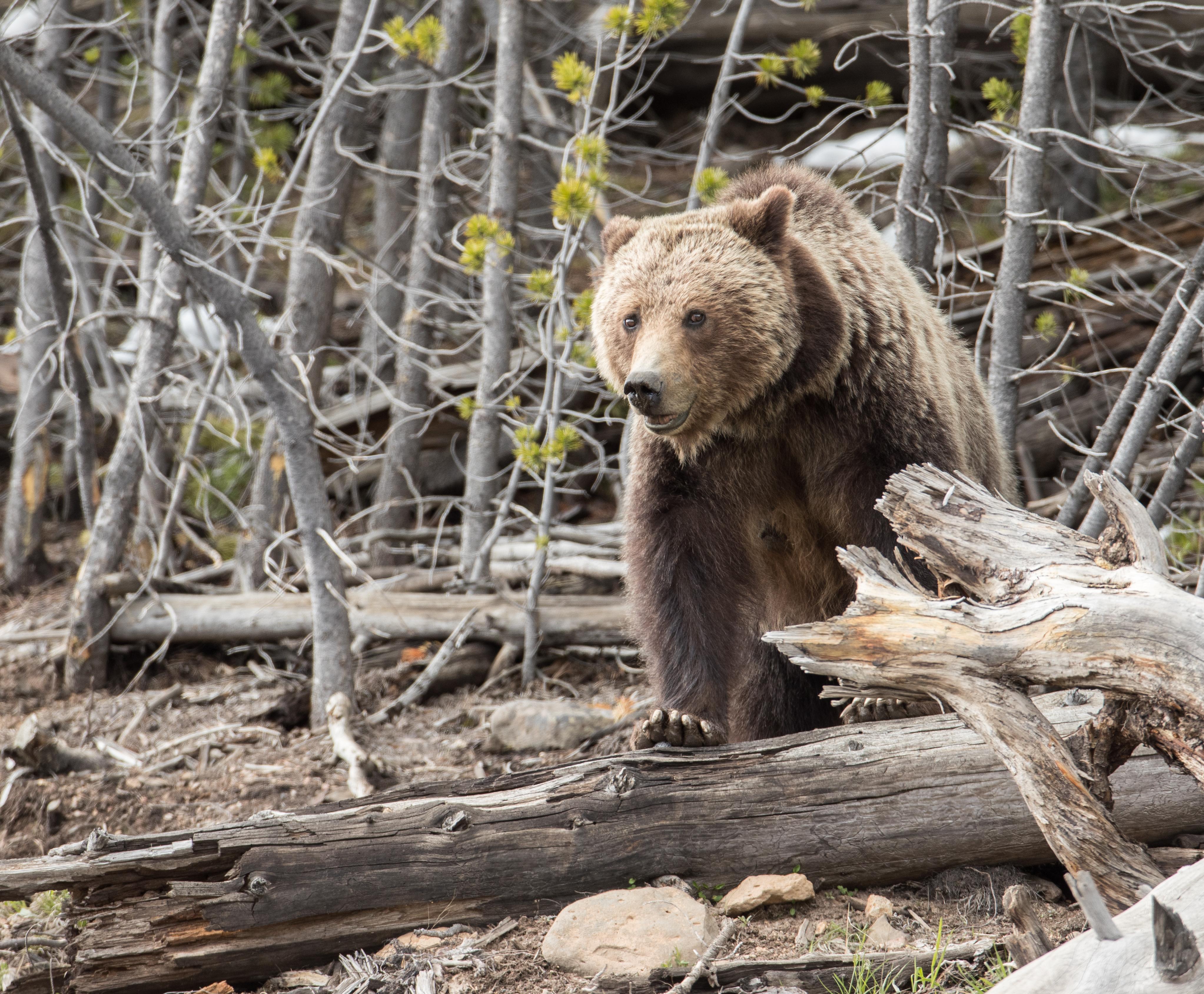 A grizzly bear standing on a fallen tree.