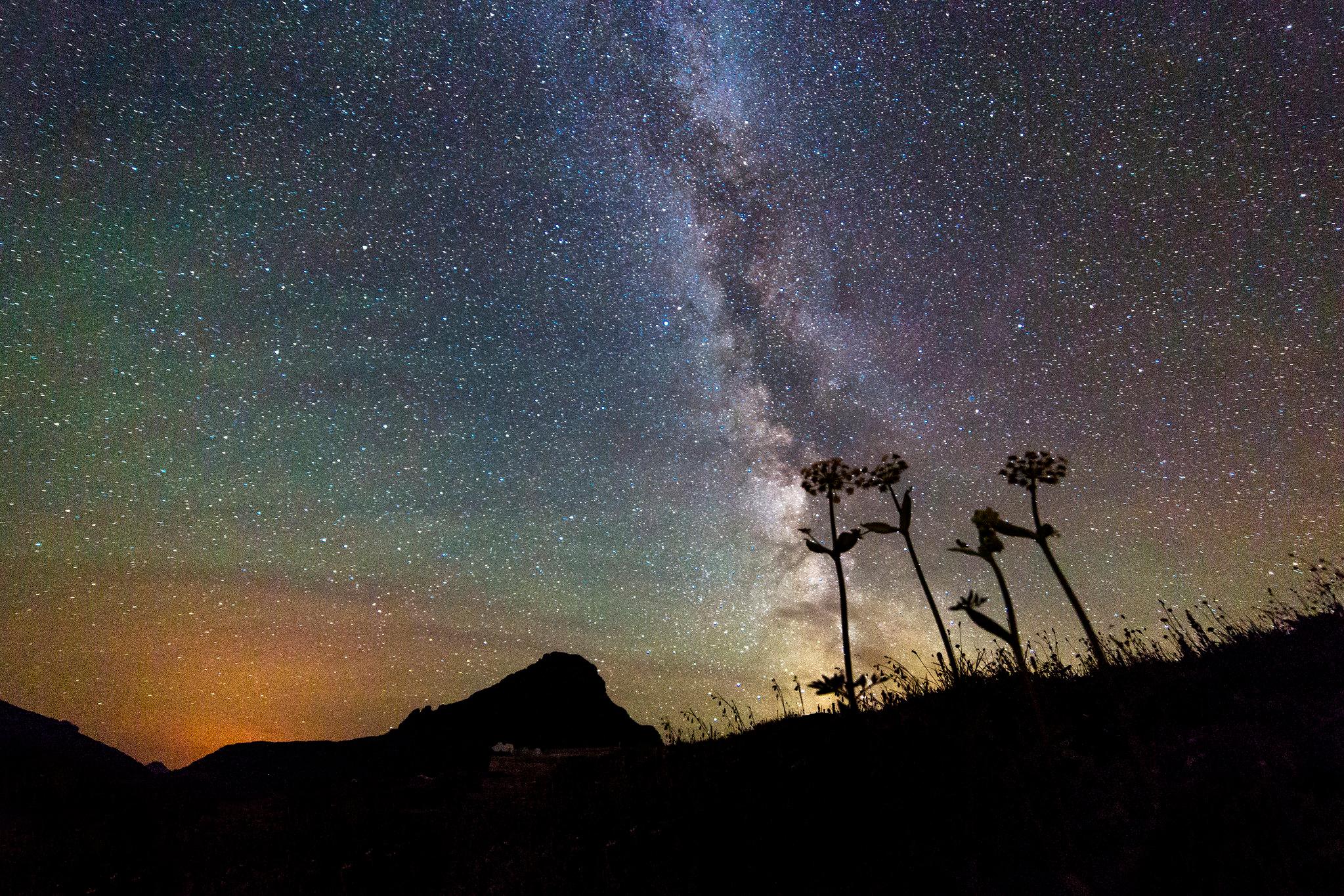 Silhouetted mountains and flowers against a night sky filled with stars and a milky band of light.