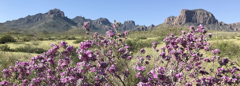 Texas landscape