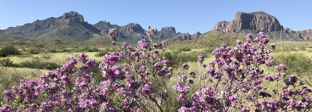 Big Bend National Park