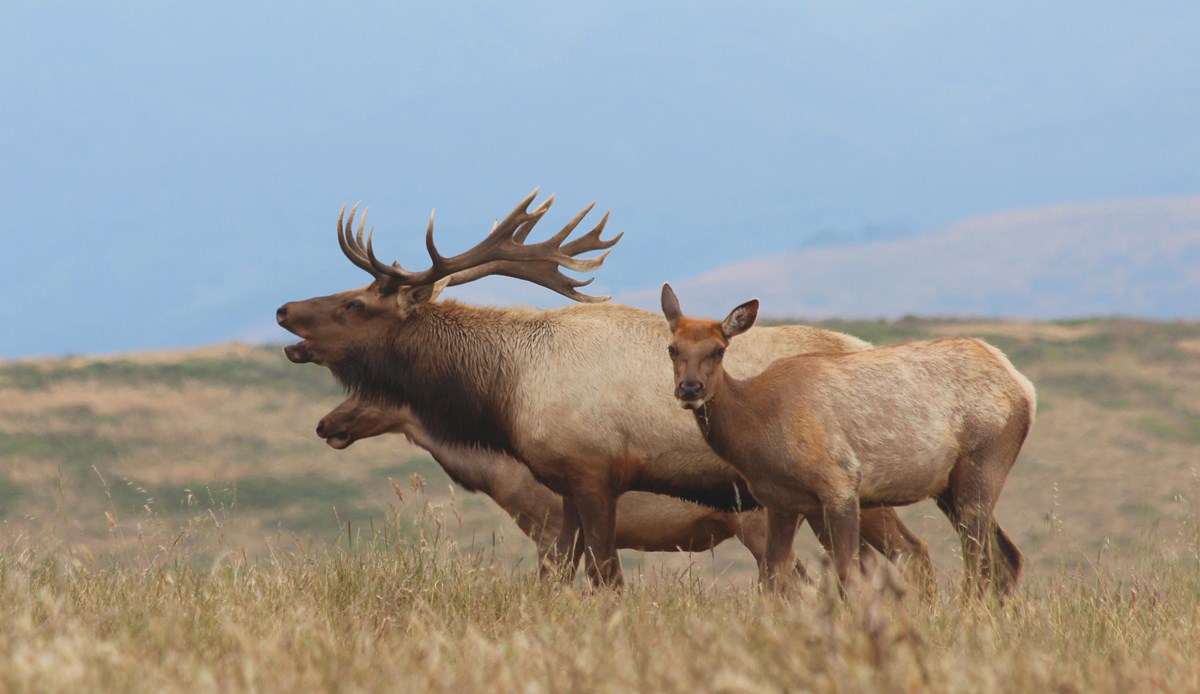 A Tule elk bugling next to two calves in a grassy field. 