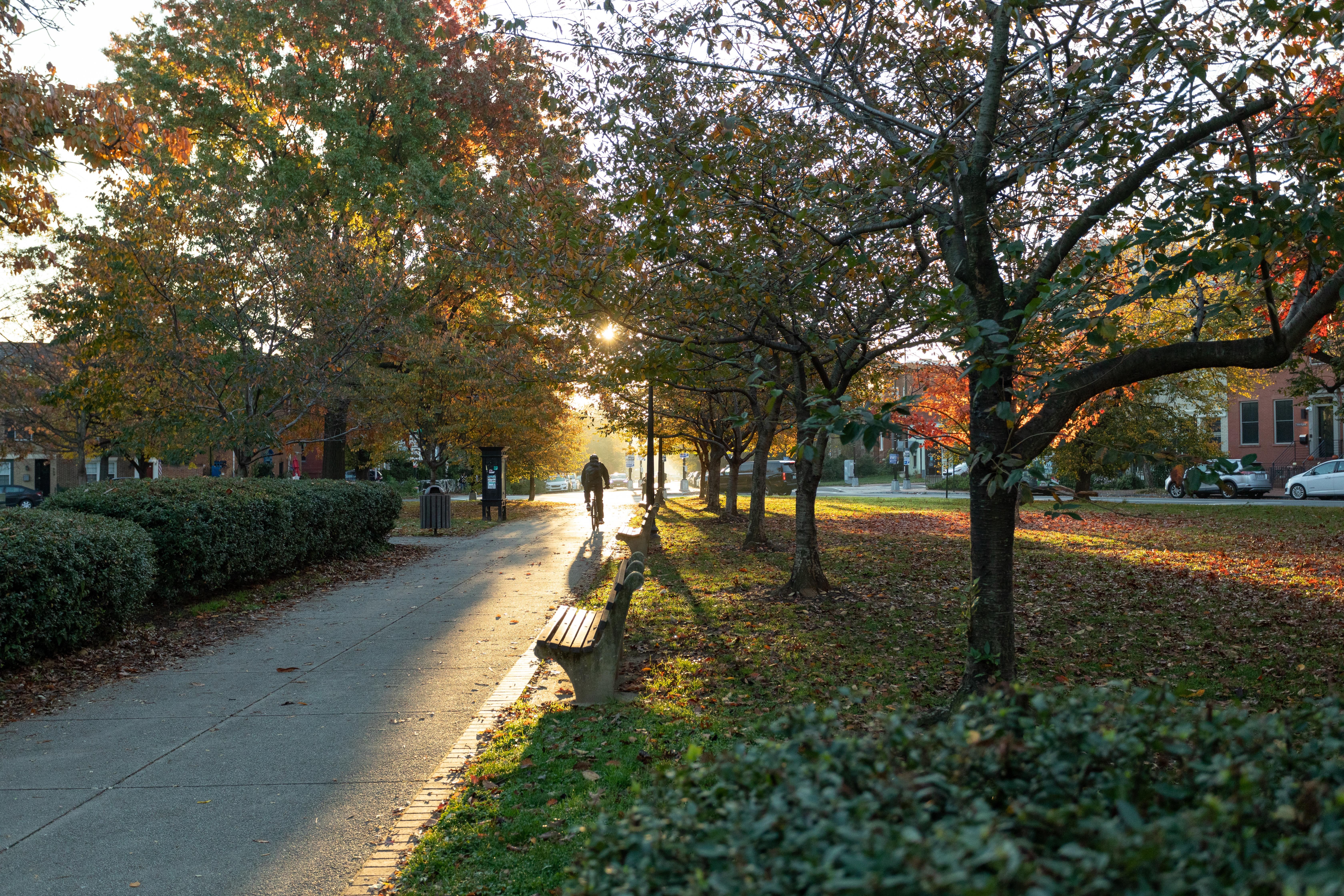 Sunlight streams through backlit trees illuminating a bicyclist on a sidewalk.