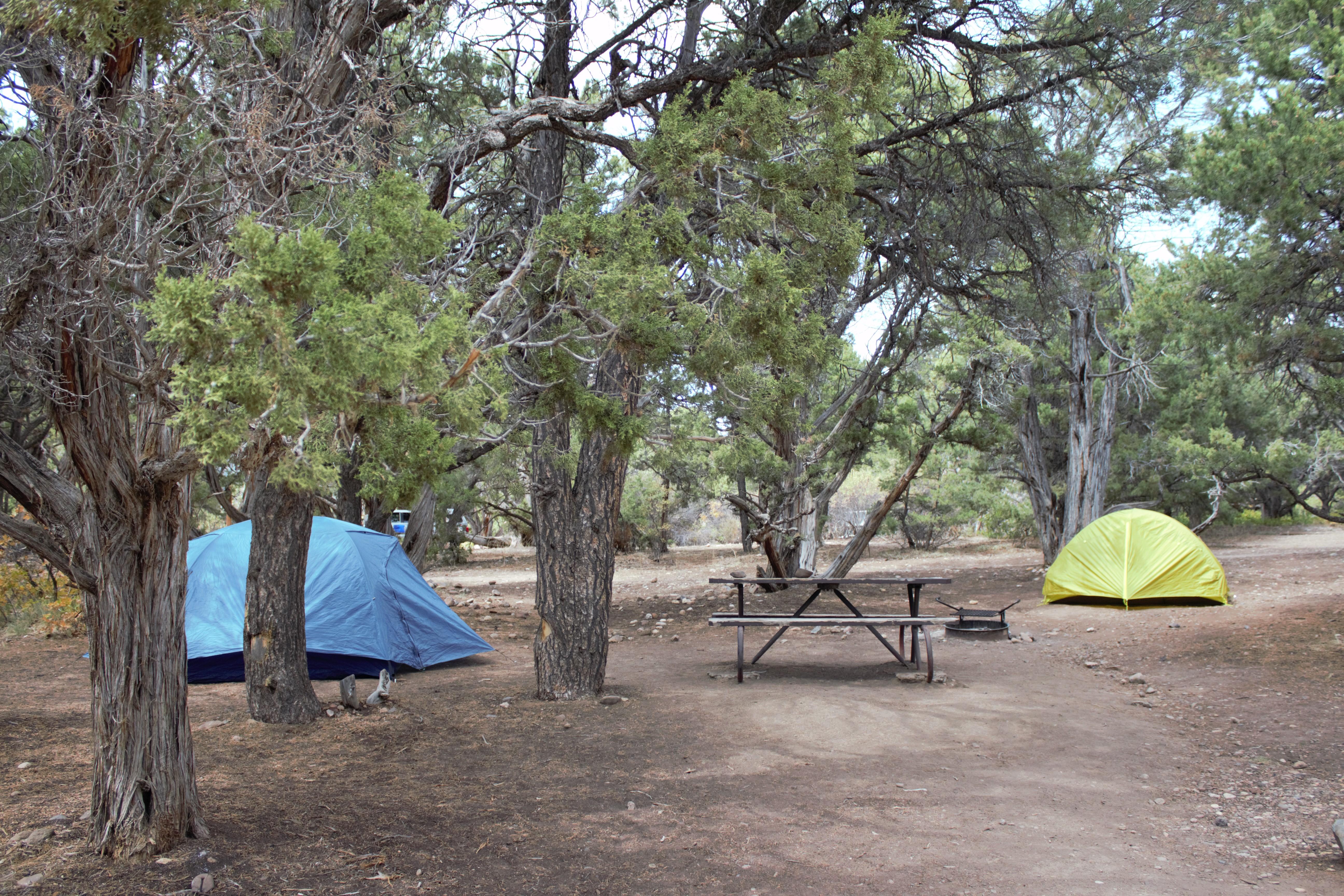 Two tents (yellow and blue) with a picnic table in forested campground area