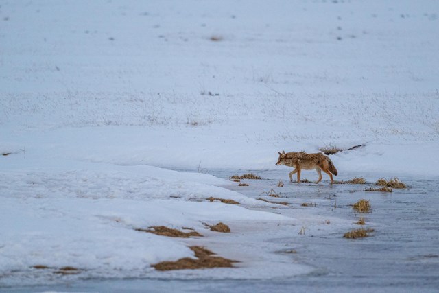 A coyote walks across a frozen stream in a snowy valley.