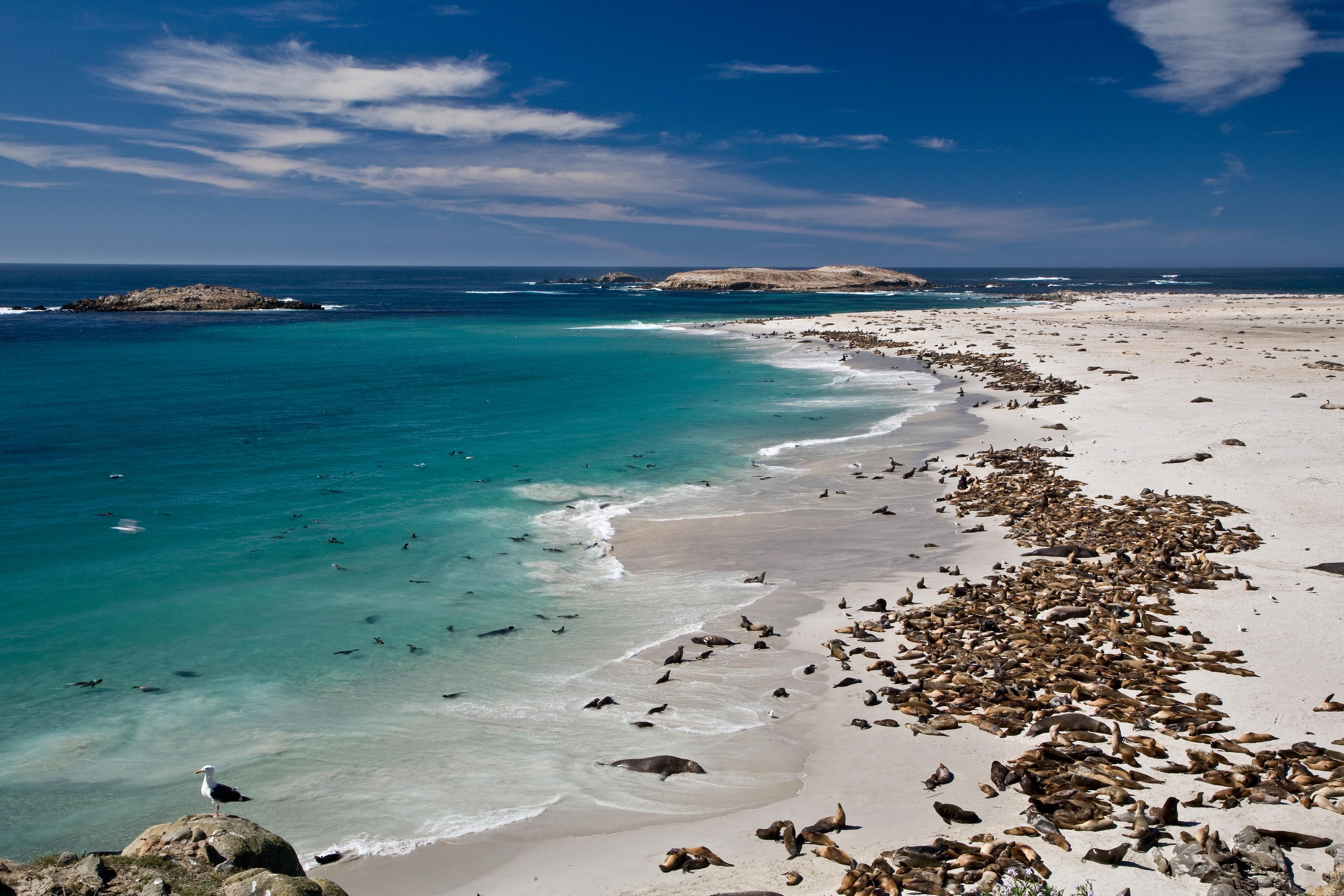 Brown seals and sea lions on white sand beach with blue water and partly cloudy sky.