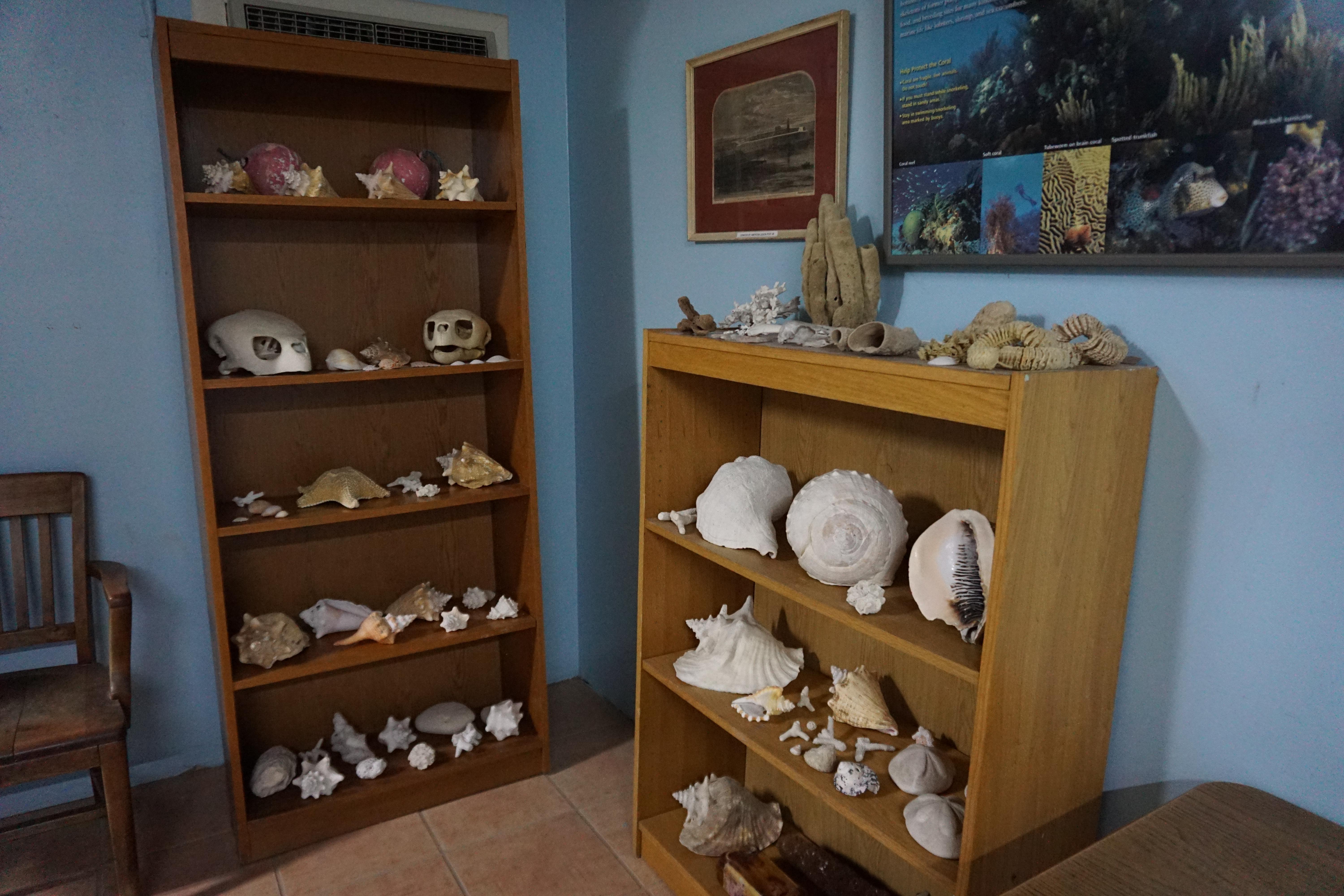 Two large brown bookcases contain dozens of pale white sea shells and sea turtle skulls