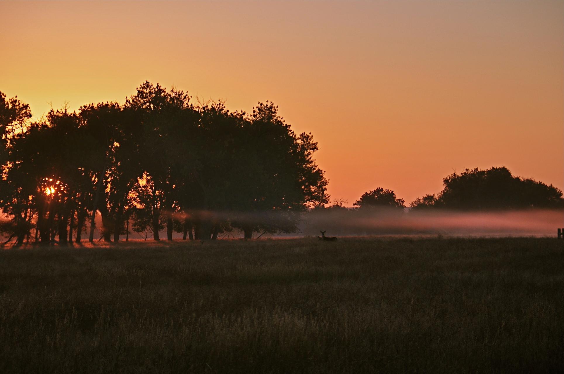 A deer looking up in morning fog near the shelter belt at the old Holtclaw Tract homestead.