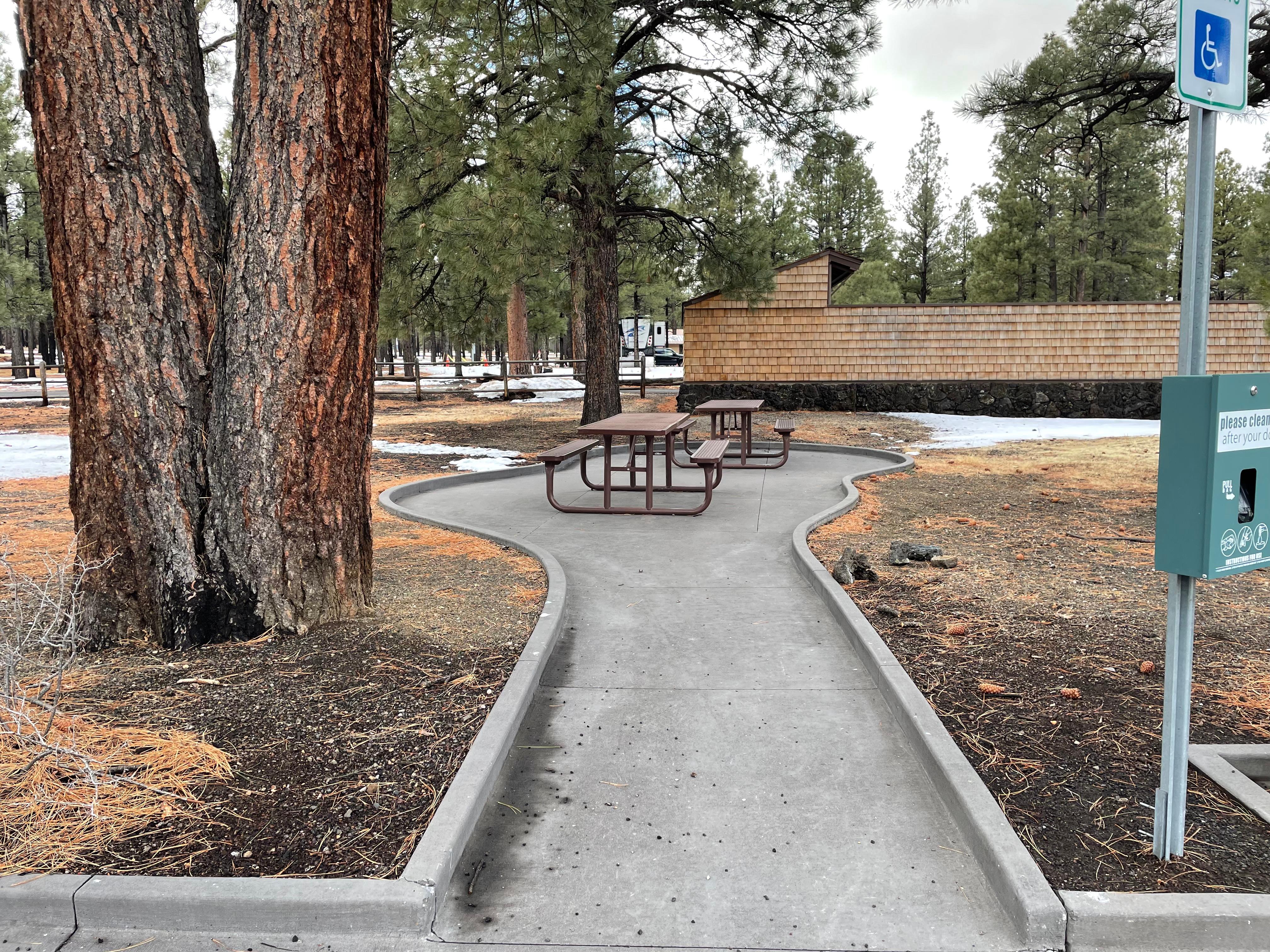 Outdoor concert venue surrounded by pine trees in 2025