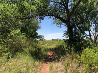 Mullinaw Trail with cottonwood trees and blue skies.