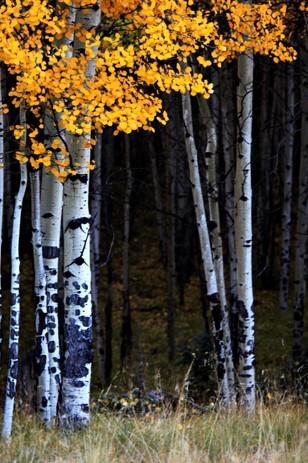 Aspen tree trunks with golden fall leaf color above