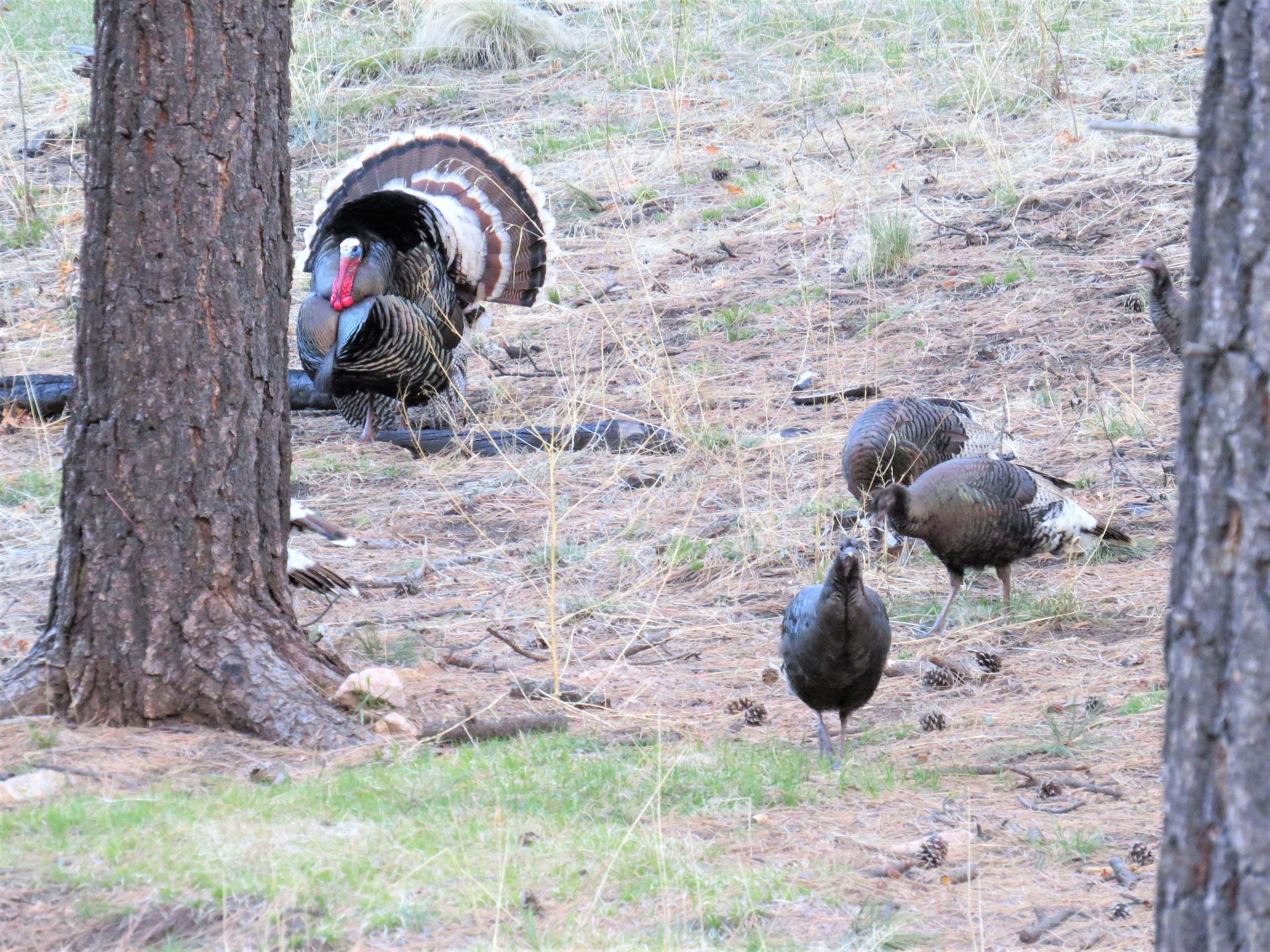 Forest floor with three hen turkeys and a tom turkey fanning his tail in display