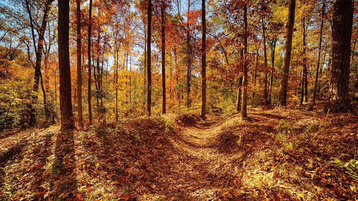Earthen trenches running through a wooded area of bare trees and fallen autumn leaves.