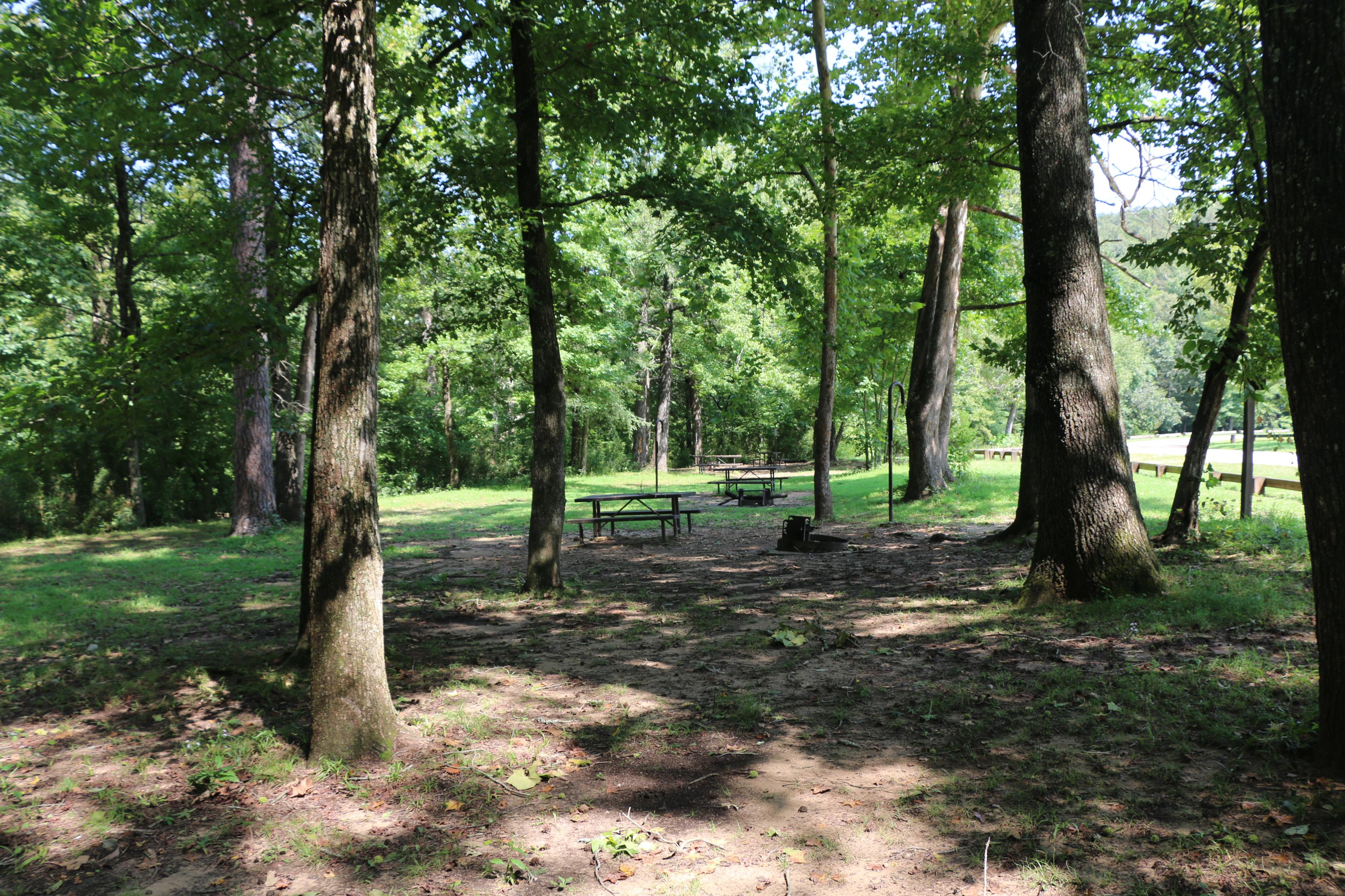 Three campsites marked by picnic tables and fire rings with a mix of shade trees in the sites.