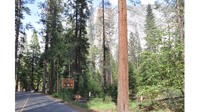 road and sign indicating Upper Pines Campground