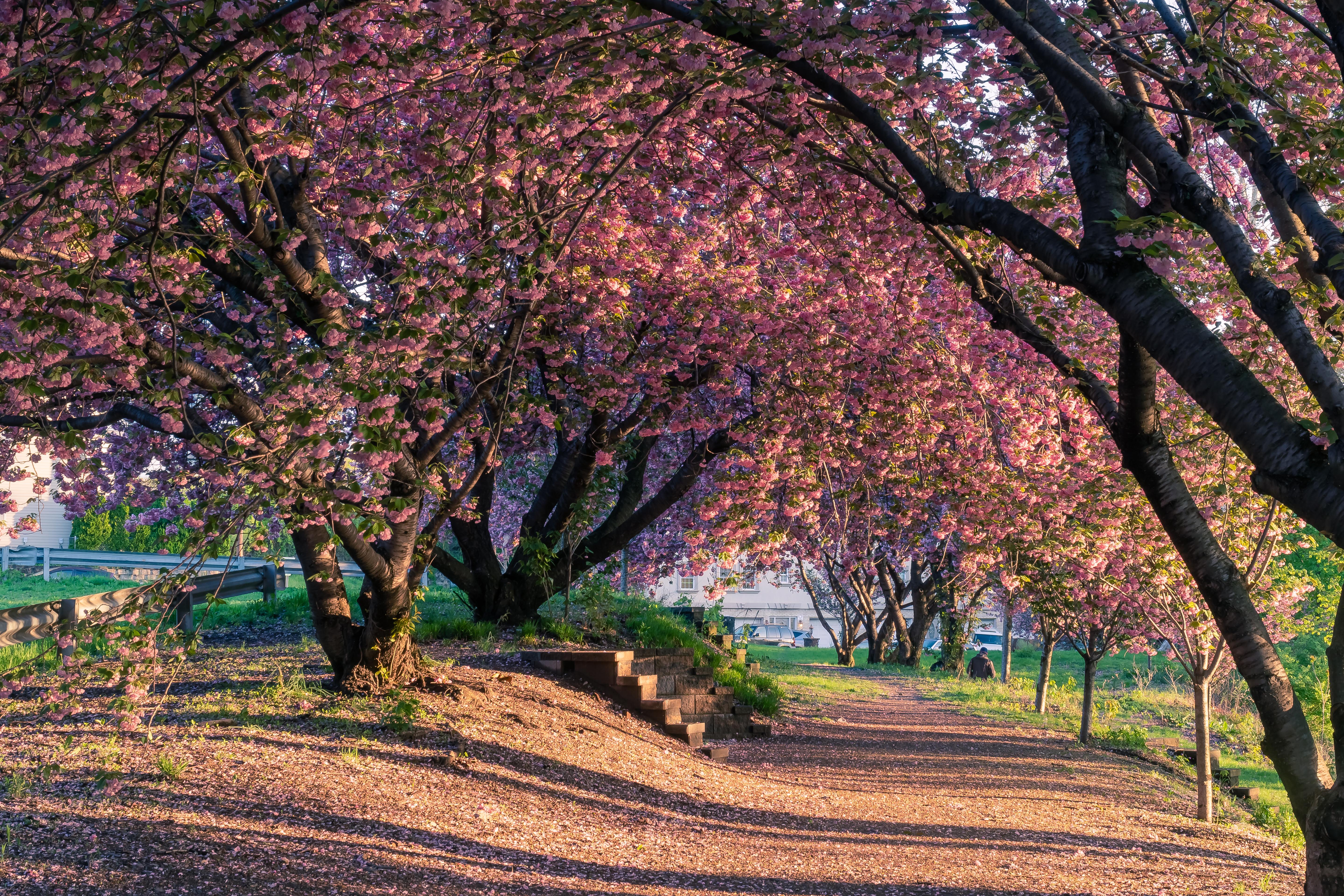 Walking path behind the falls, during sunset with cherry blossom trees in full bloom.