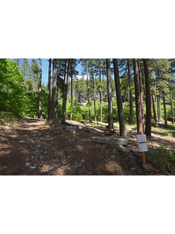 An open sunny forest surrounds small campsites with picnic tables