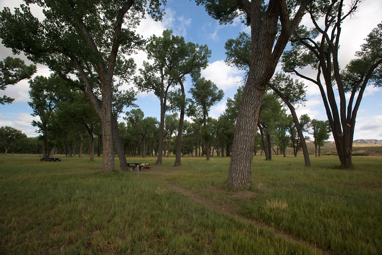 A dirt path leads to a campsite with picnic table underneath tall trees.