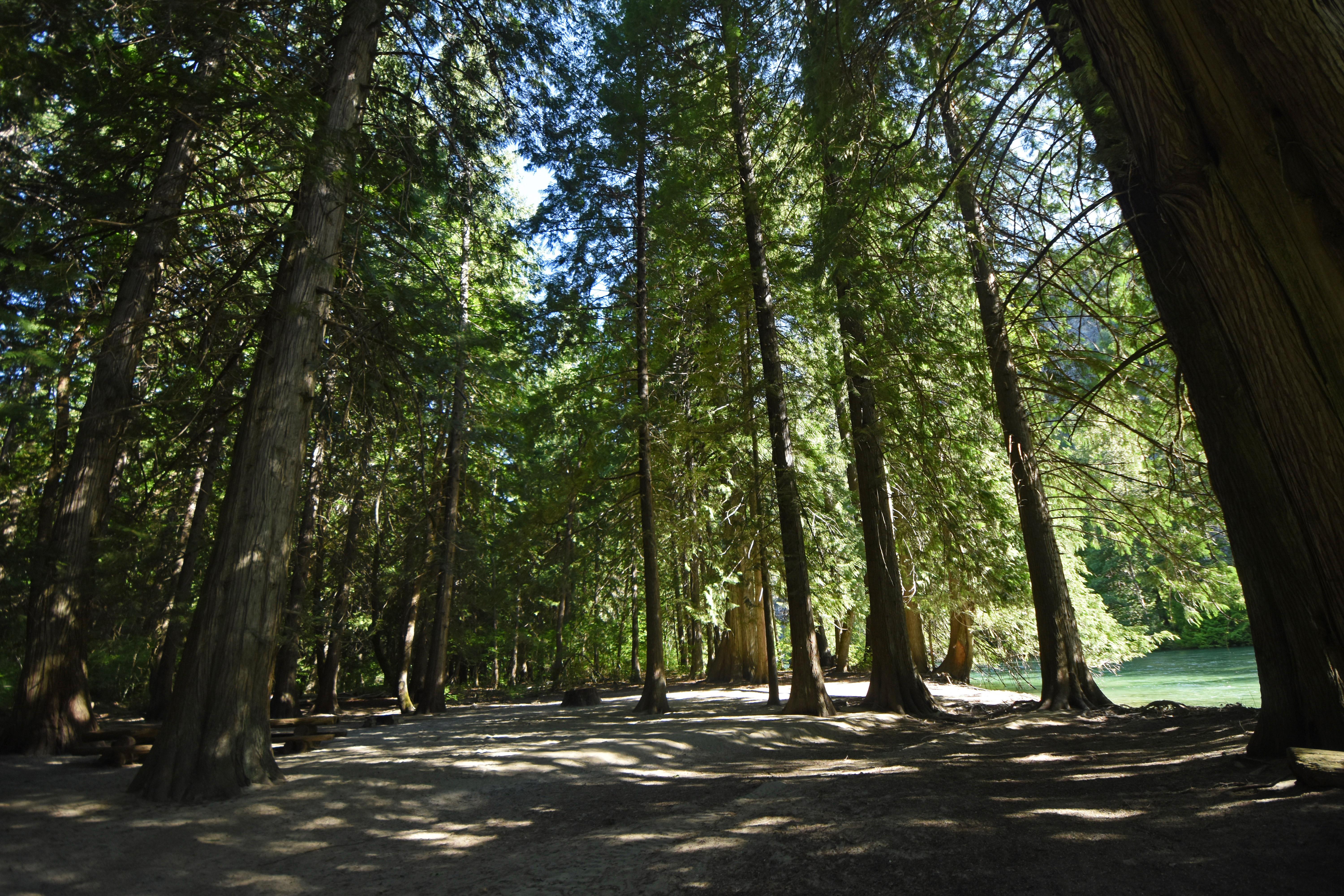 An open sunny forest near a green river.