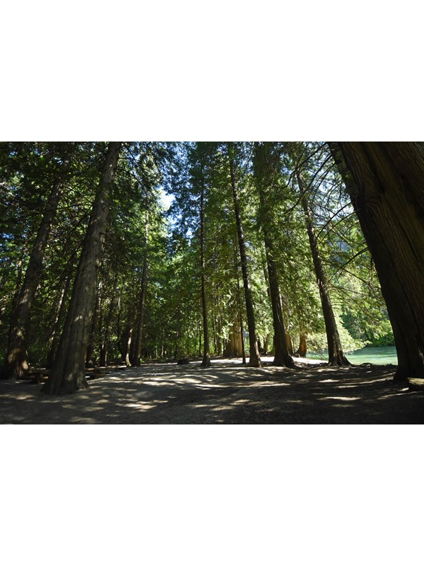 An open sunny forest near a green river.