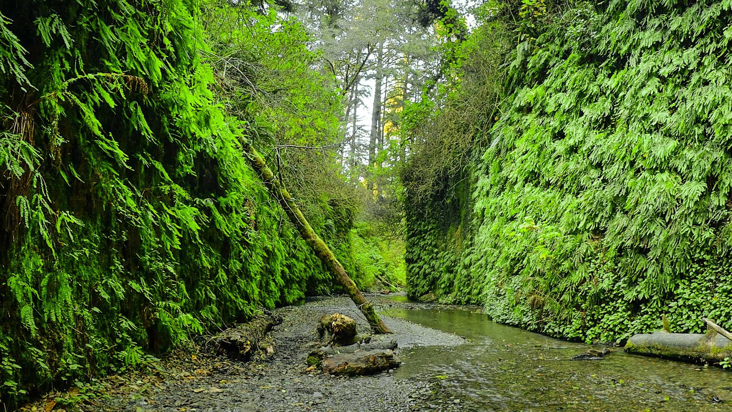 Green ferns cover two natural walls cut by a creek. A calm creek is covered with grey cobbles.