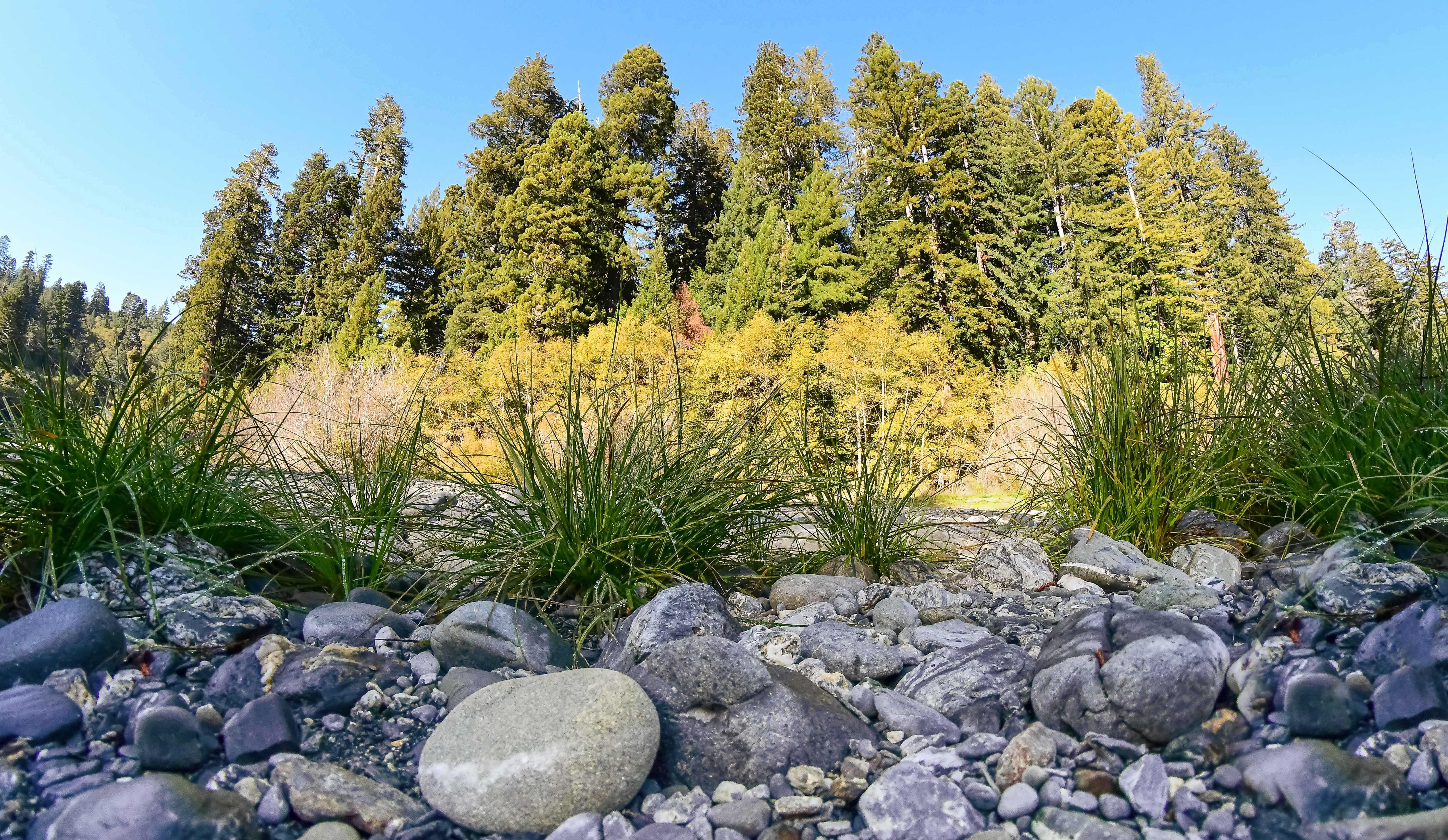 Gray cobbles on the foreground and 300foot redwoods behind.