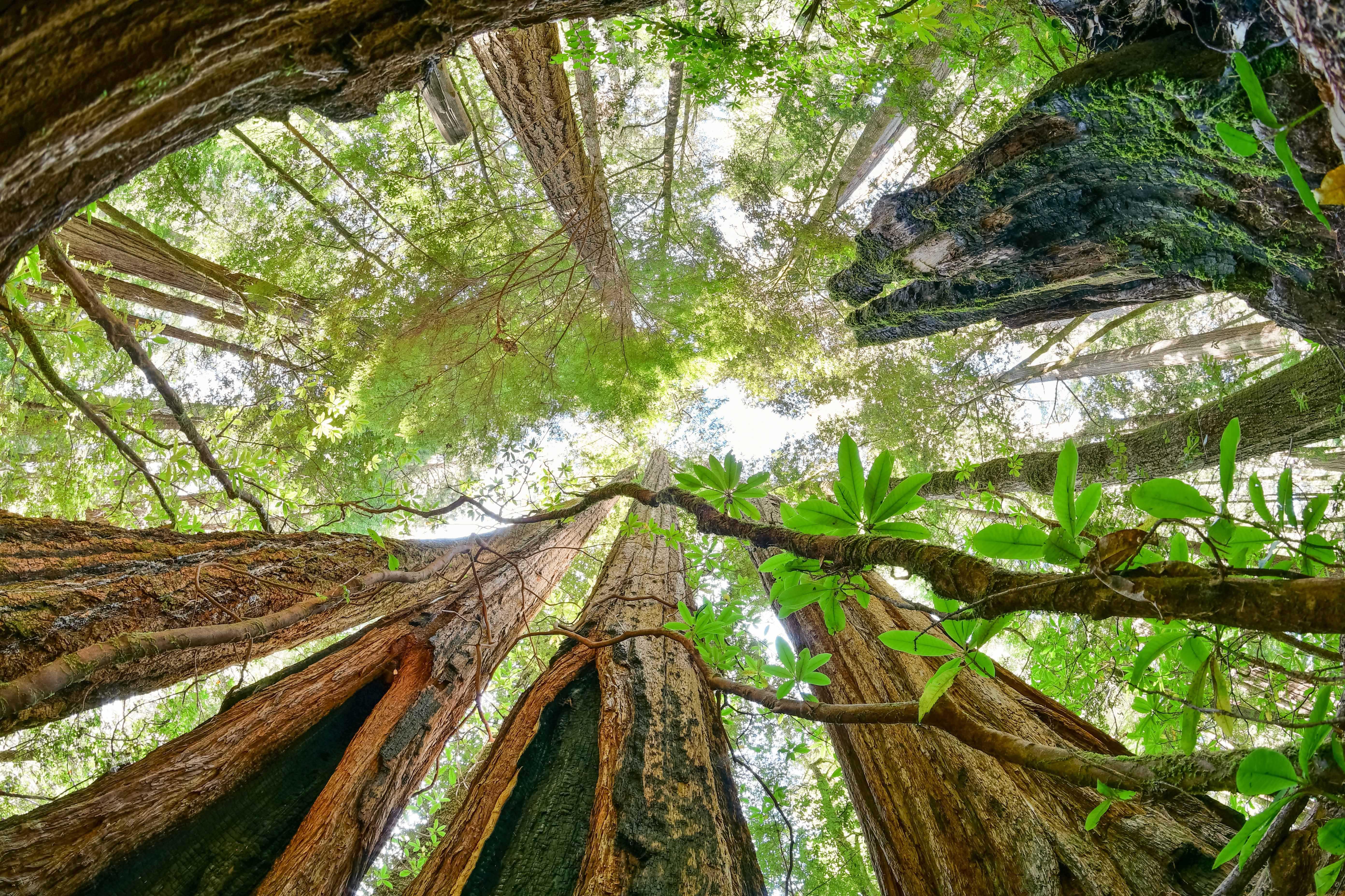 A circle of redwood trees with black fire scars.