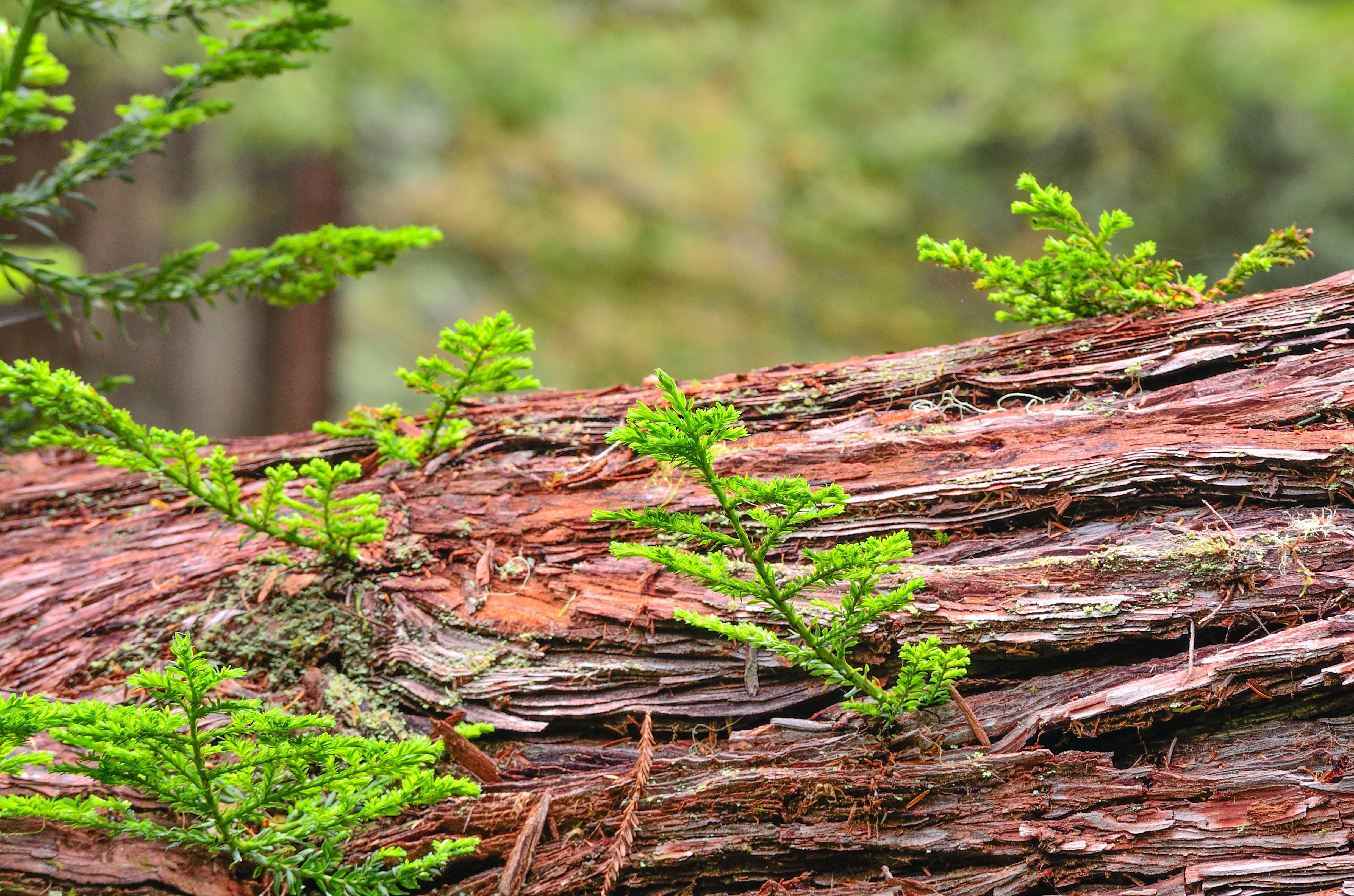 Young redwood sprouts grow off a horizontal redwood log