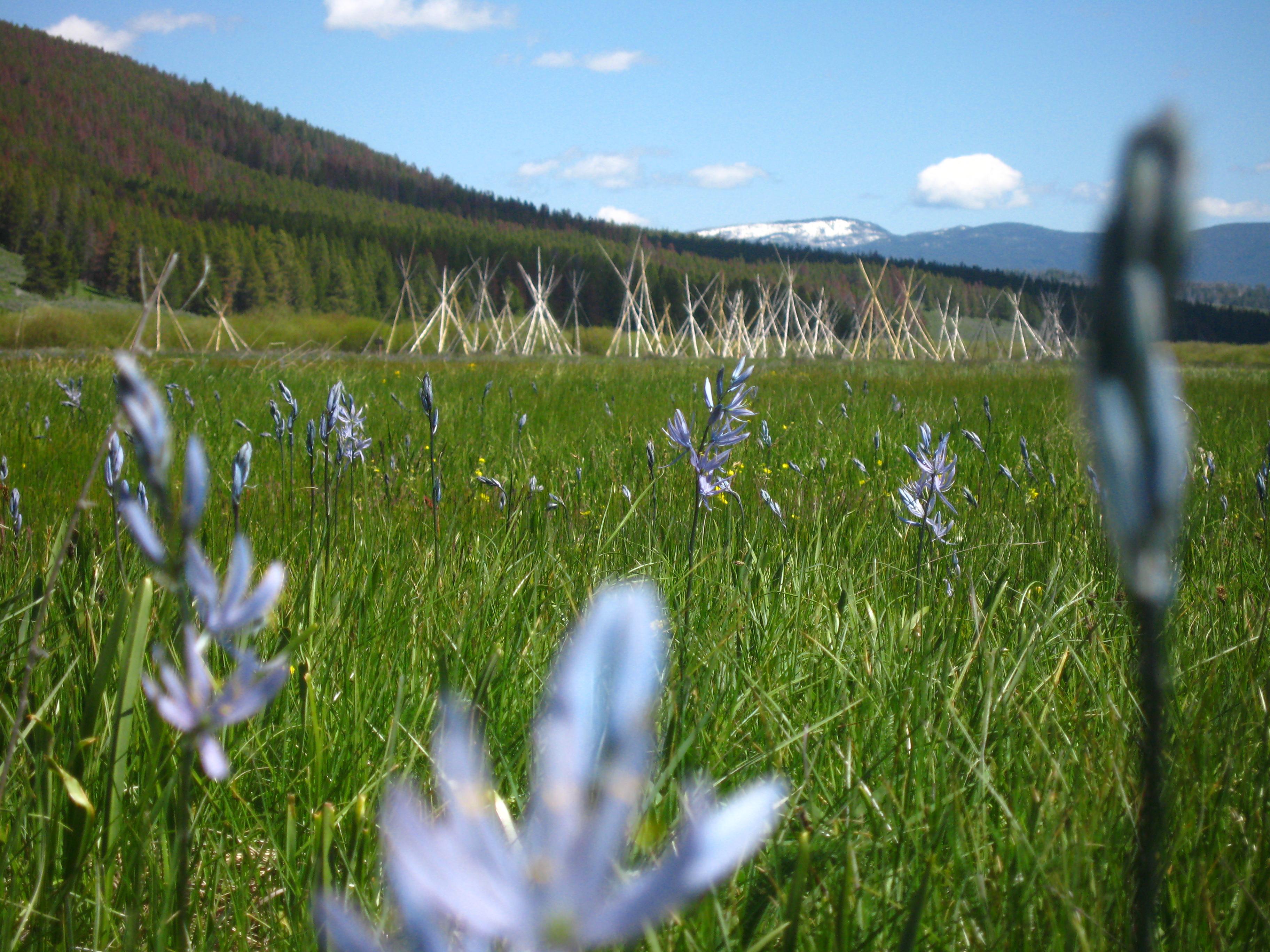 Blue camas flowers dot a green field with tepee poles in the background.