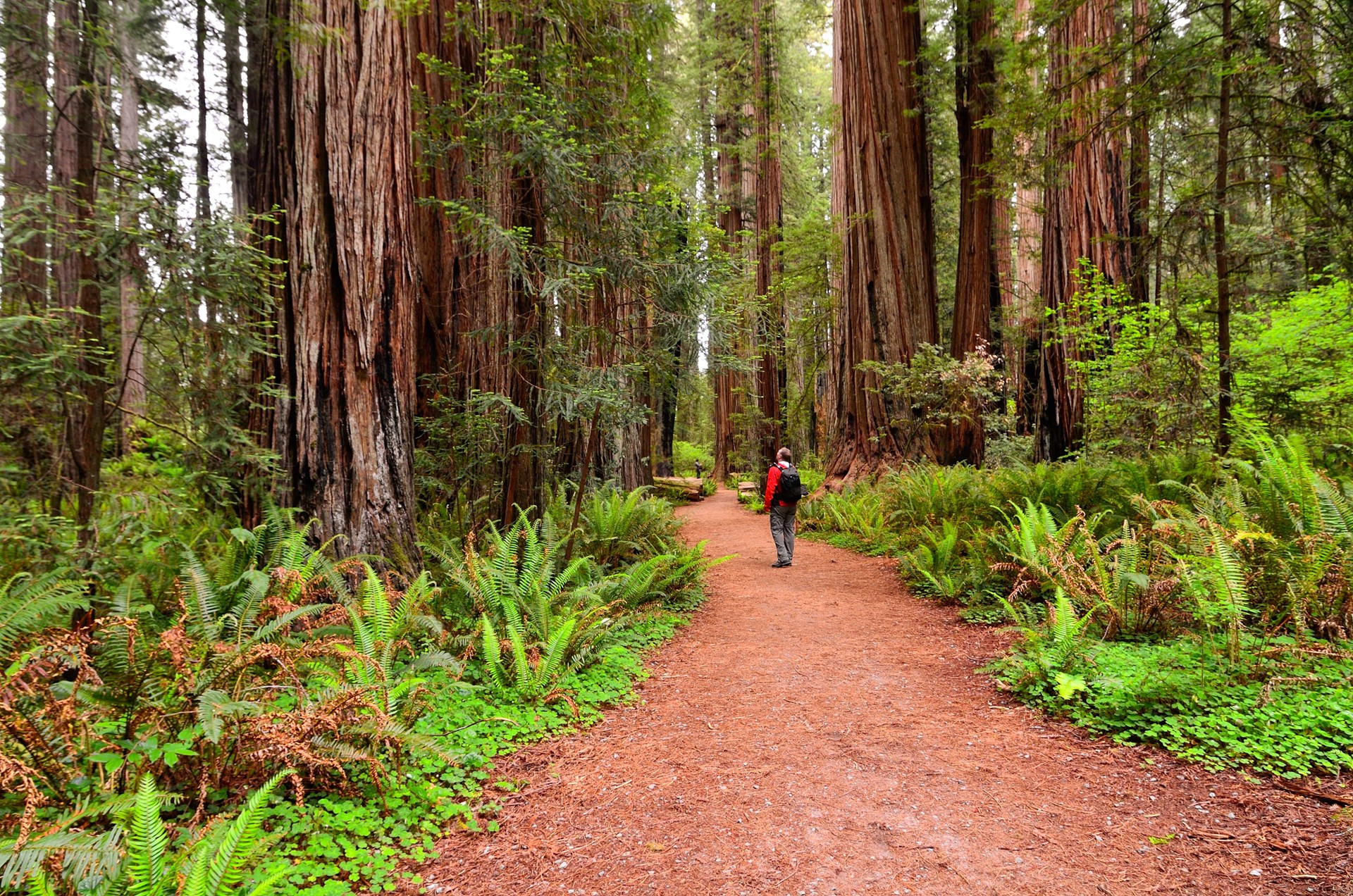 Redwood National and State Parks