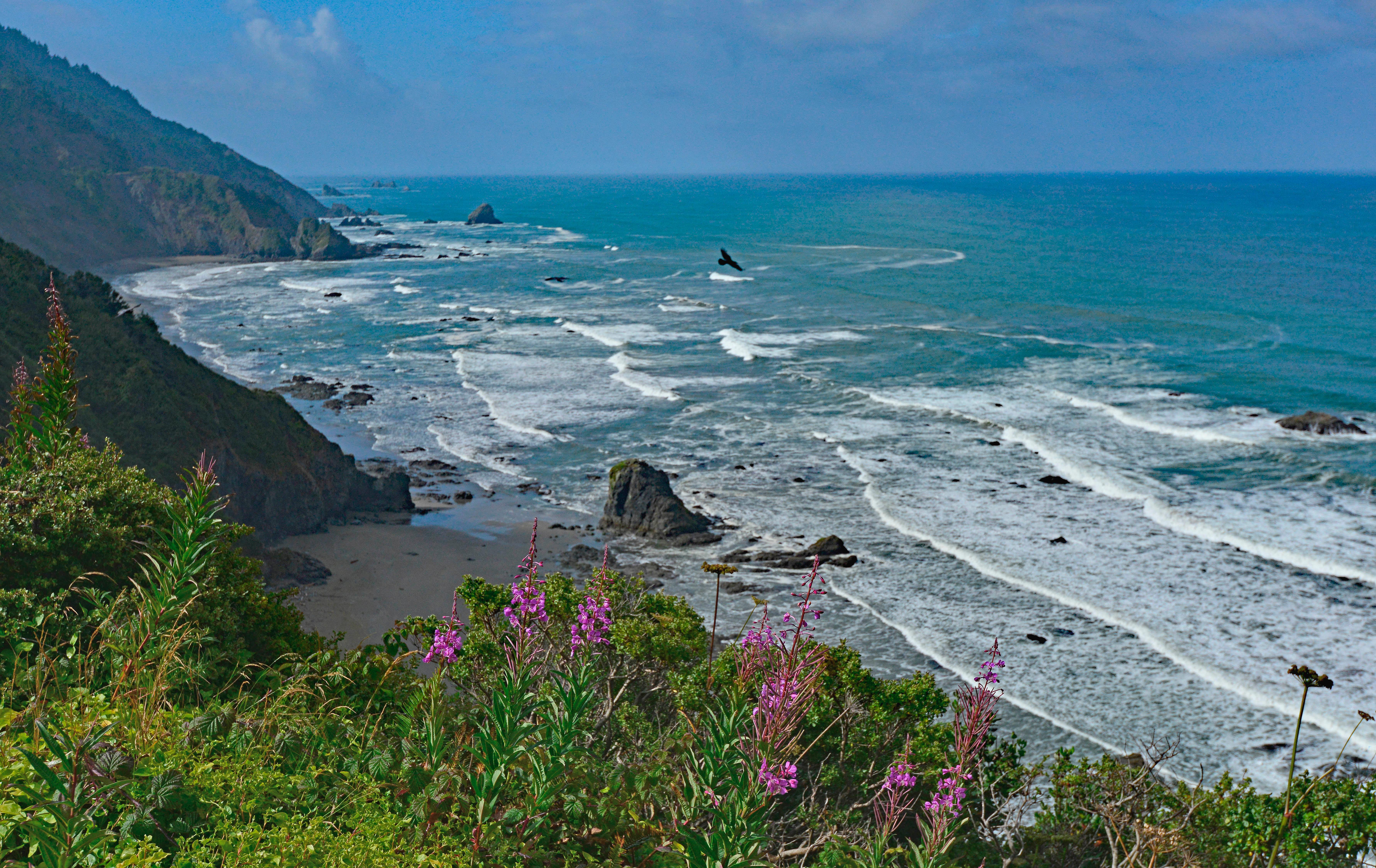 Rugged coastal cliffs drop to blue ocean and waves. Pink flowers in the foreground.