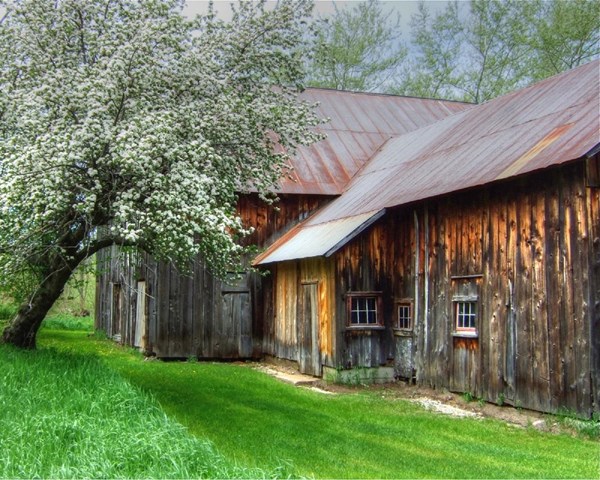 A tree with white flowers next to a wooden barn with a metal roof