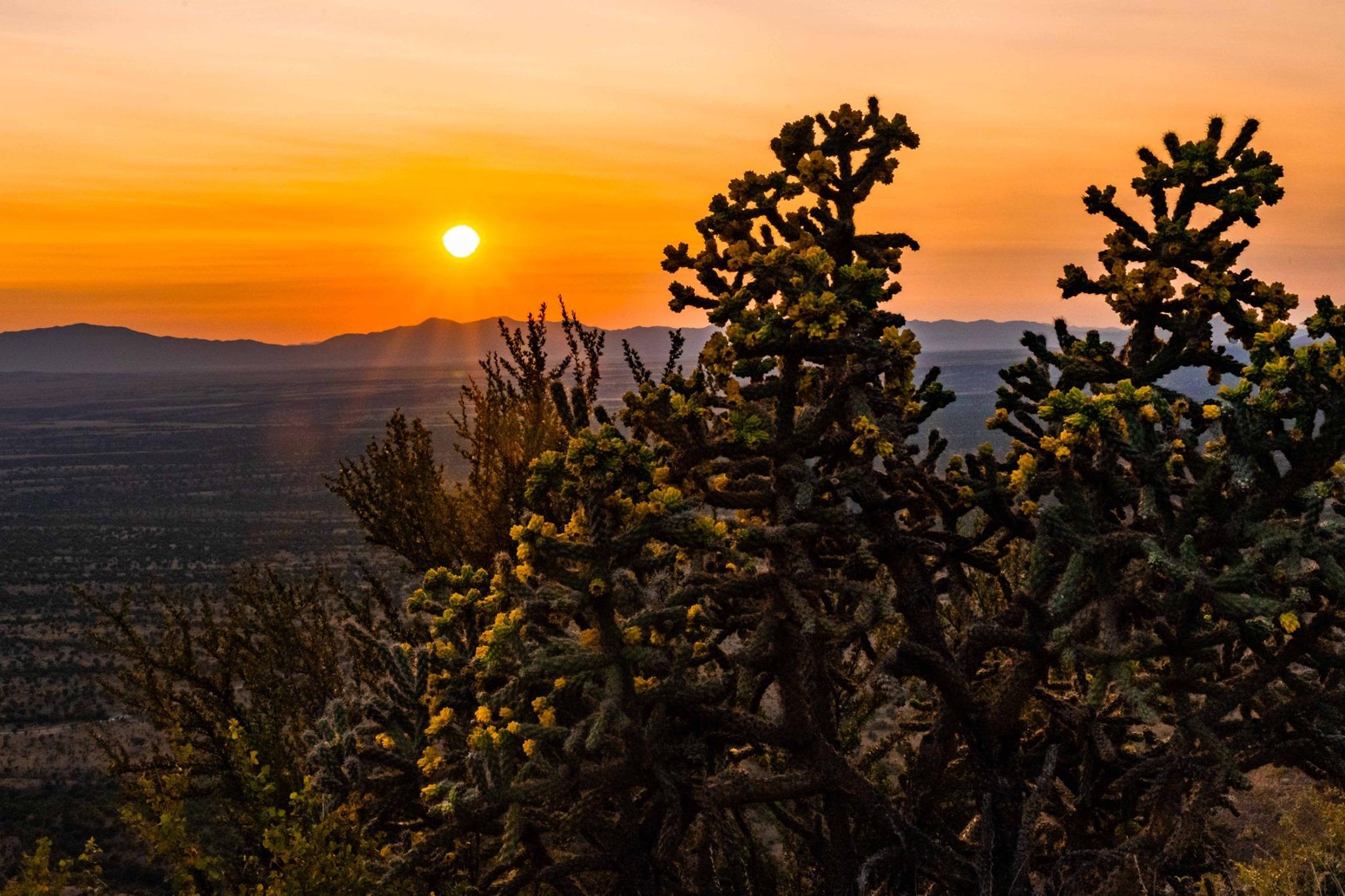 Sun setting over the San Rafael Valley with a cane cholla in the foreground.