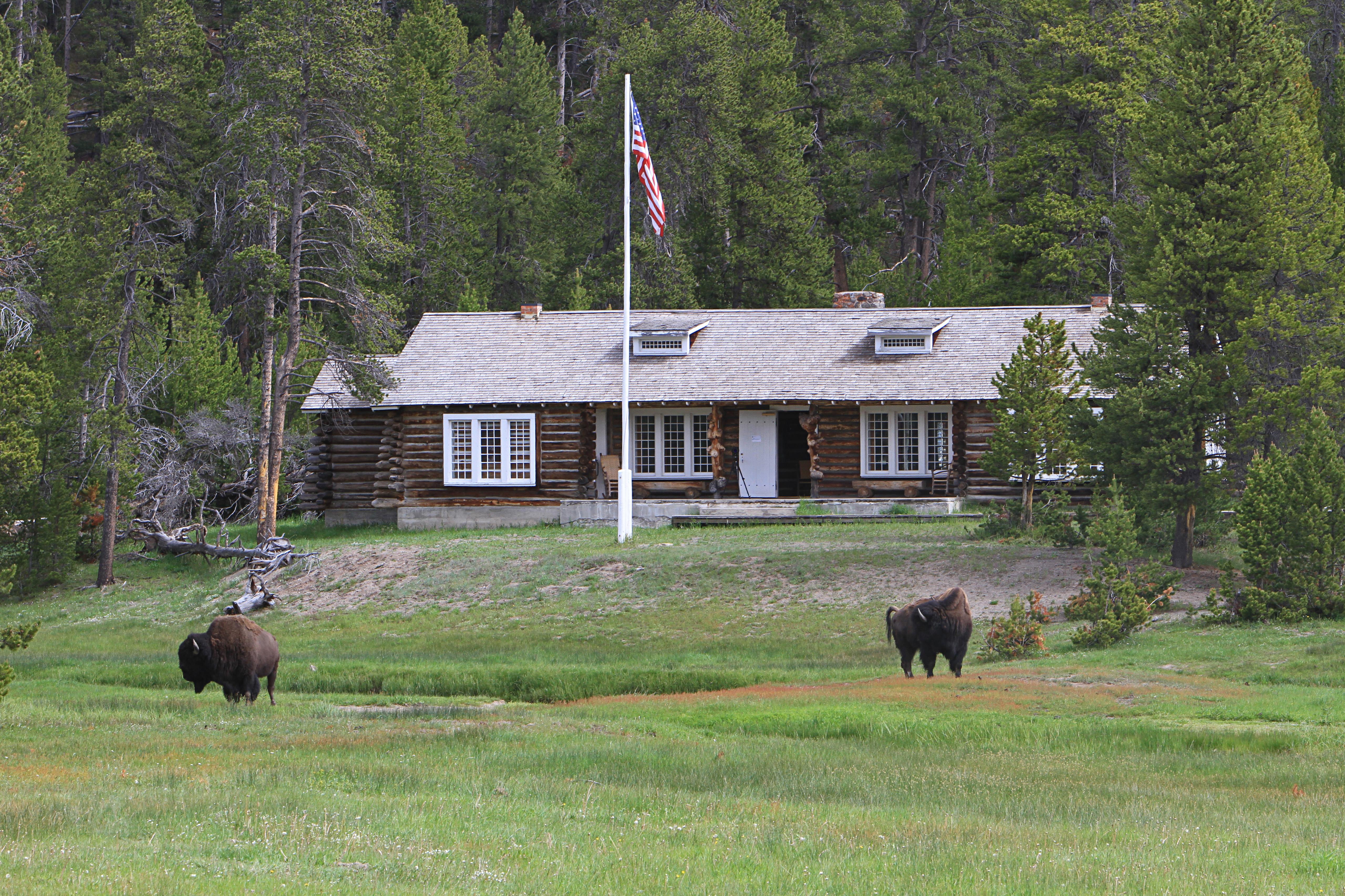 Two bison stand in a green field in front of a flagpole and the Museum of the National Park Ranger.