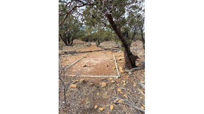 A hardened dirt surface underneath a tree