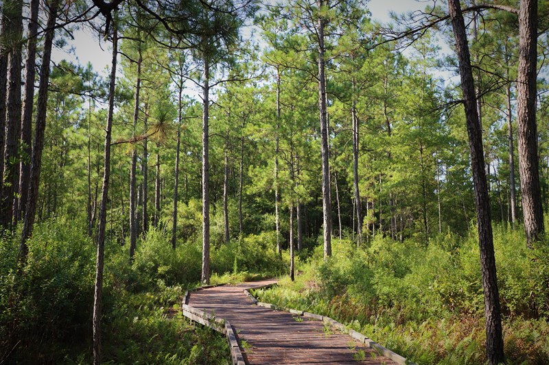 Sundew Trail A wooden boardwalk meanders through a sunny forest of pines and ferns.