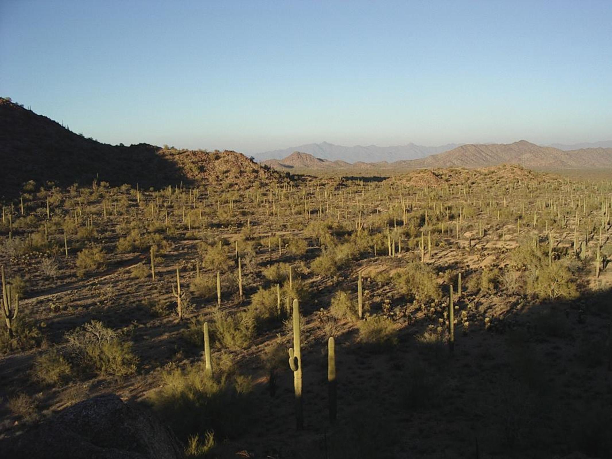 A forest of tall, multi-armed Saguaro cacti stretches out towards the horizon.