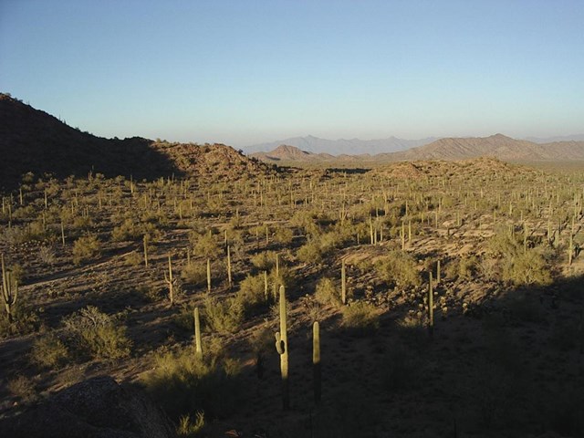 A forest of tall, multi-armed Saguaro cacti stretches out towards the horizon.