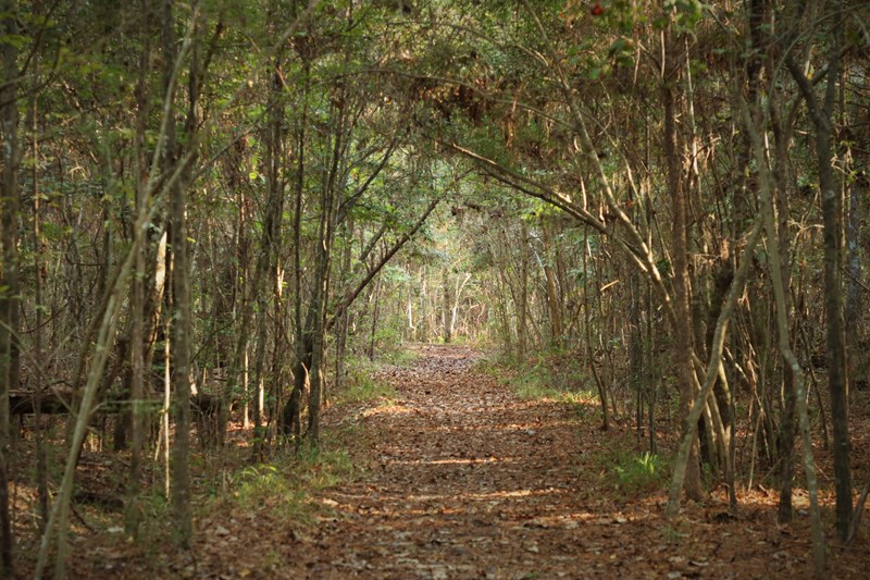 Kirby Nature Trail A leaf-covered trail leading through a tree tunnel of dense green vegetation.