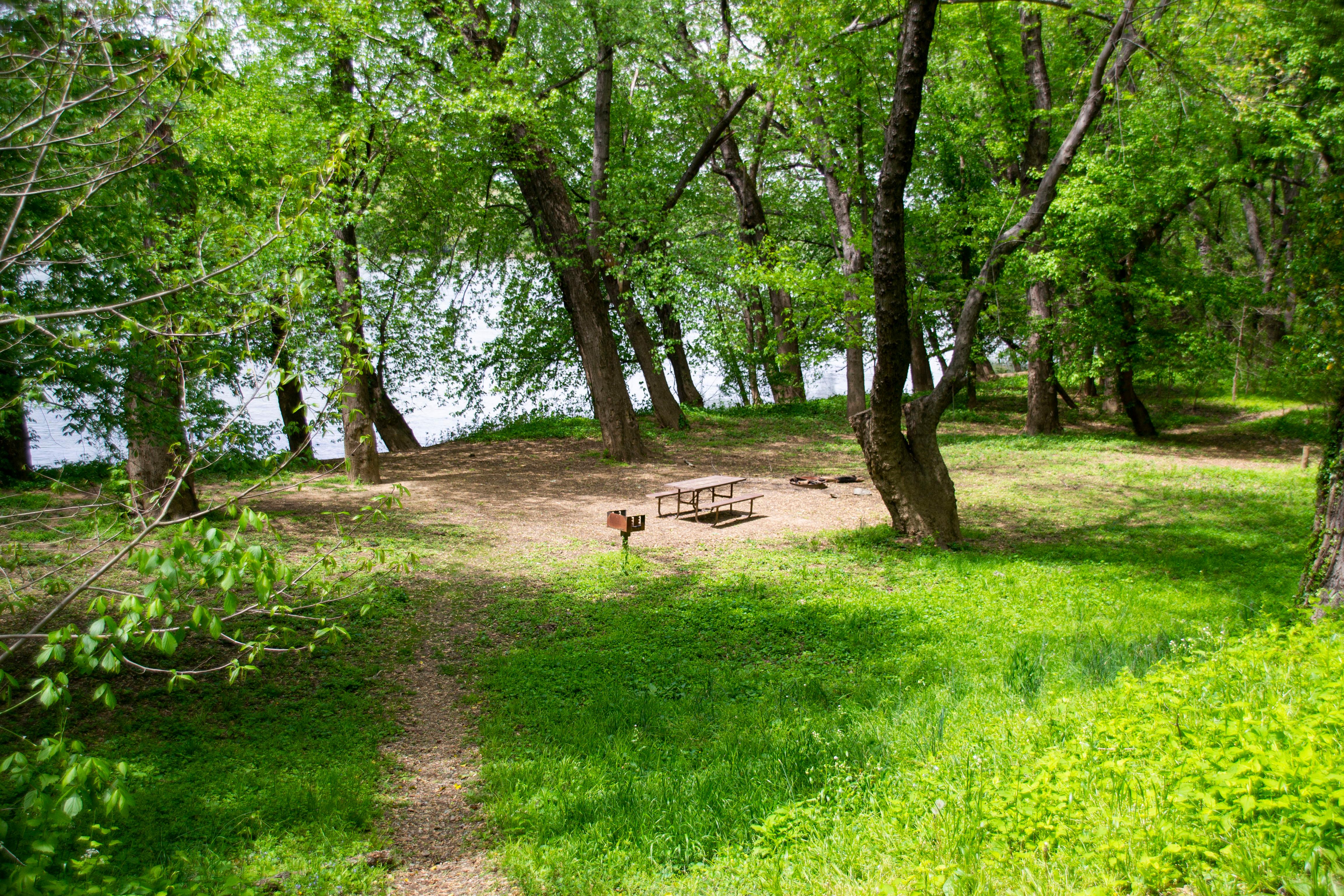 A narrow trail leads to a small clearing.